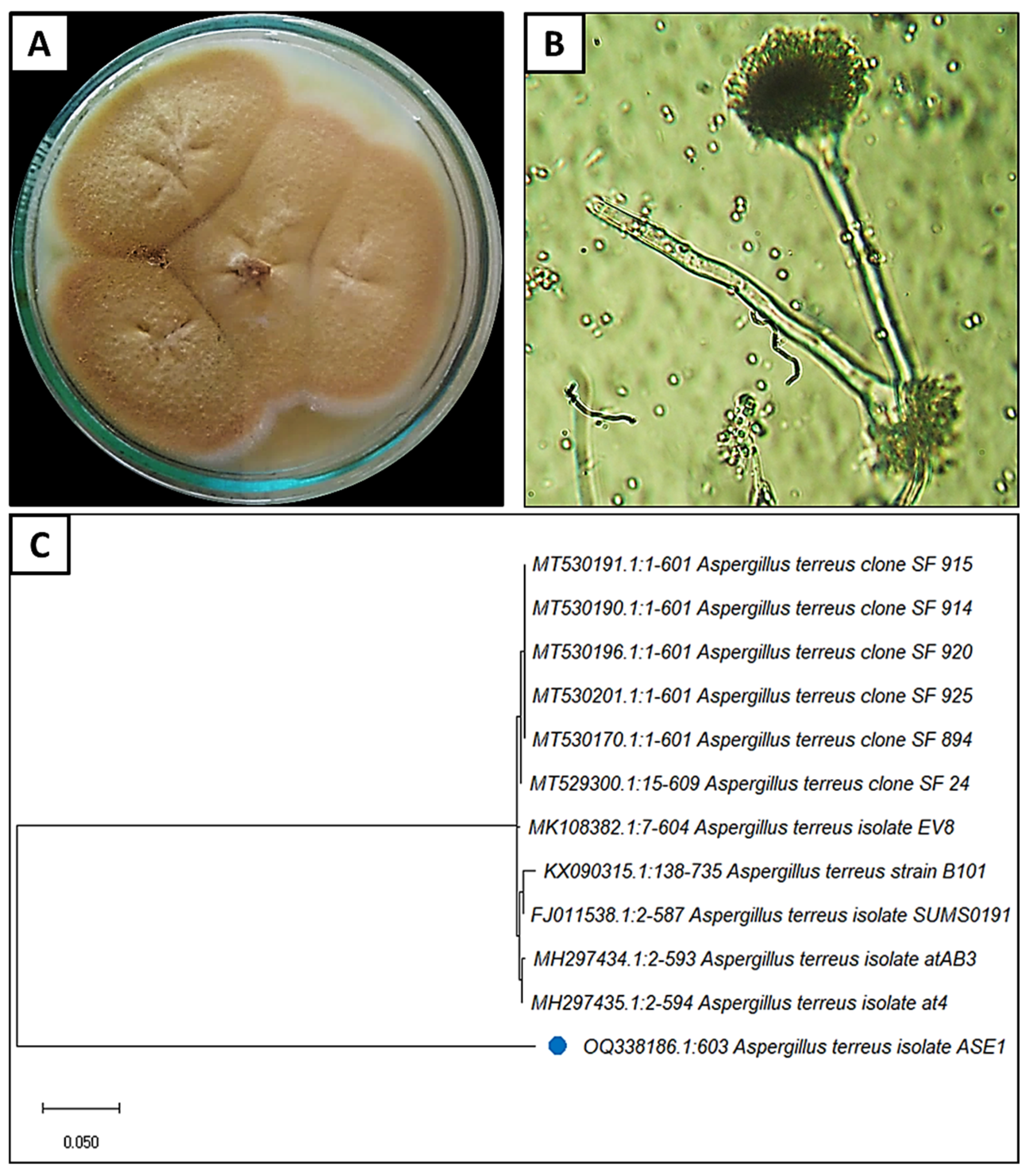 Crystals 13 00450 g001 Crystals 13 00450 g001