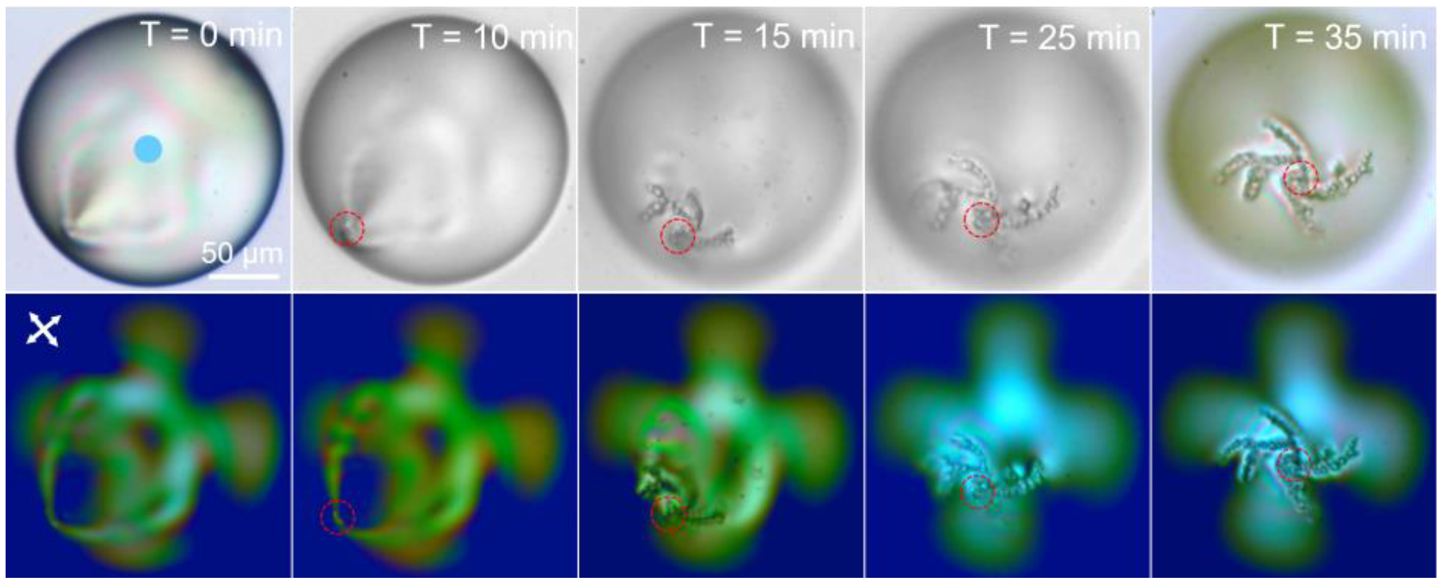 Crystals 13 00683 g002