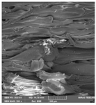 Crystals 14 00007 i004