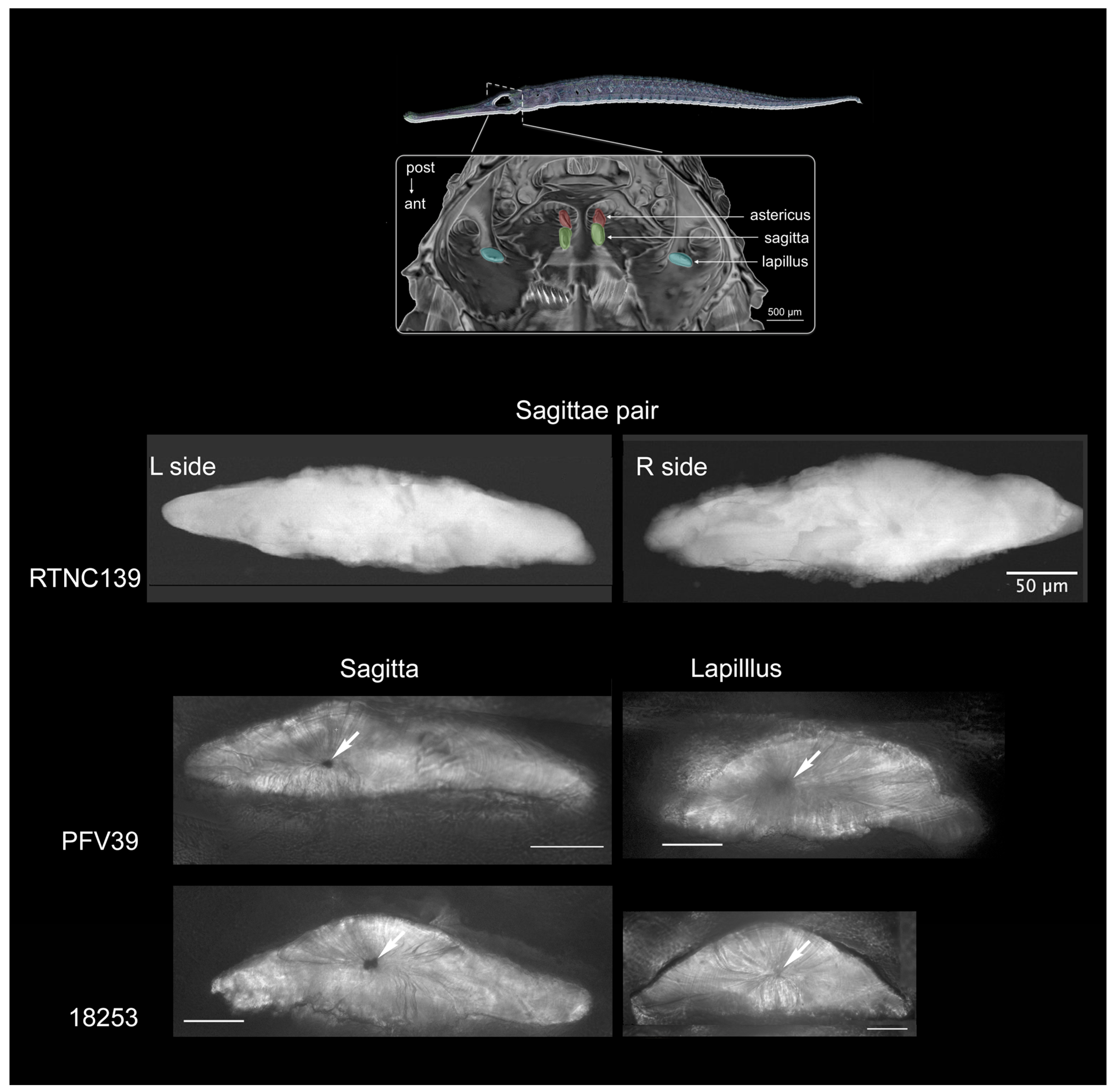 Crystals 14 00705 g001