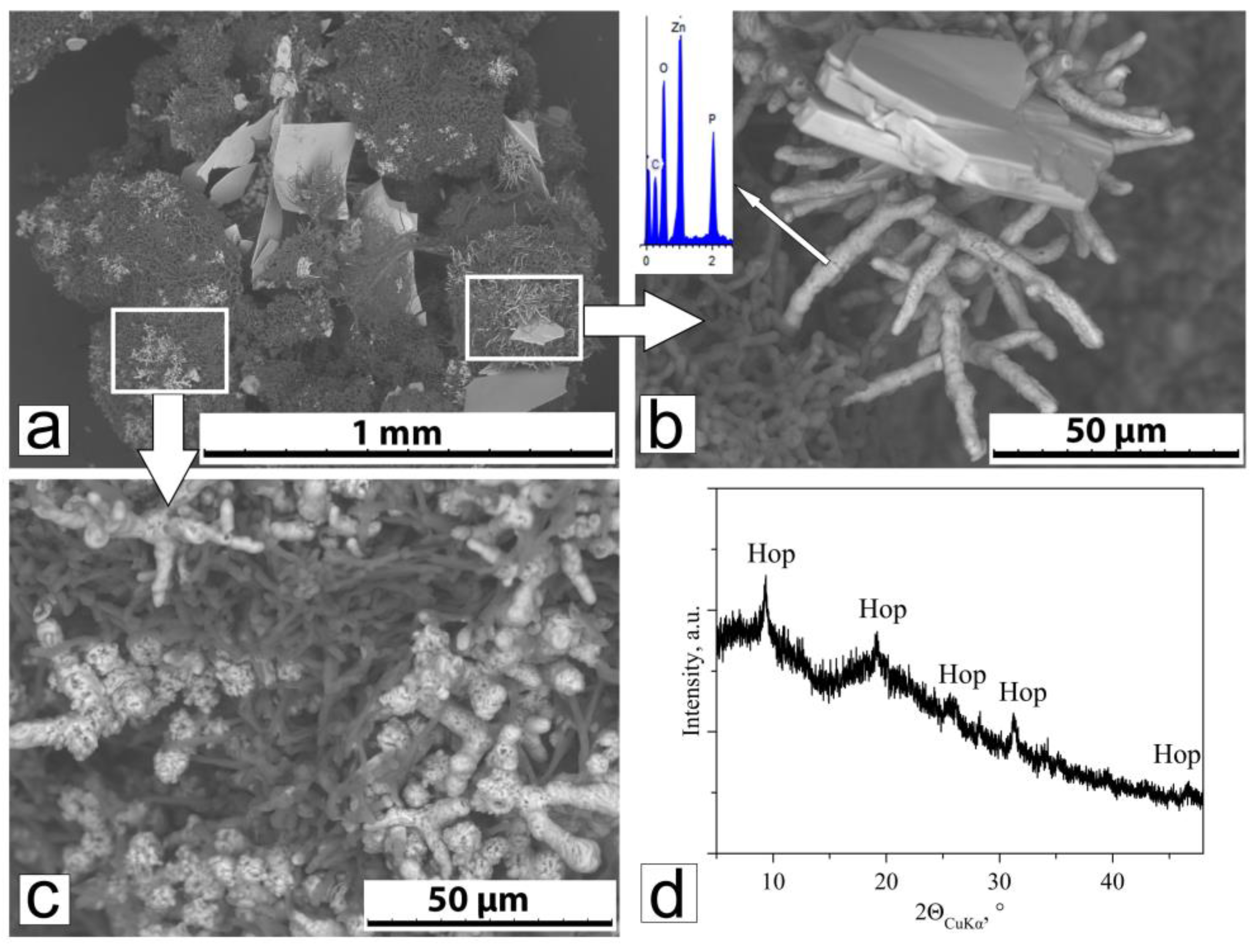 Effect of Fungal Metabolism on Zn Minerals Formation: The Case of ...