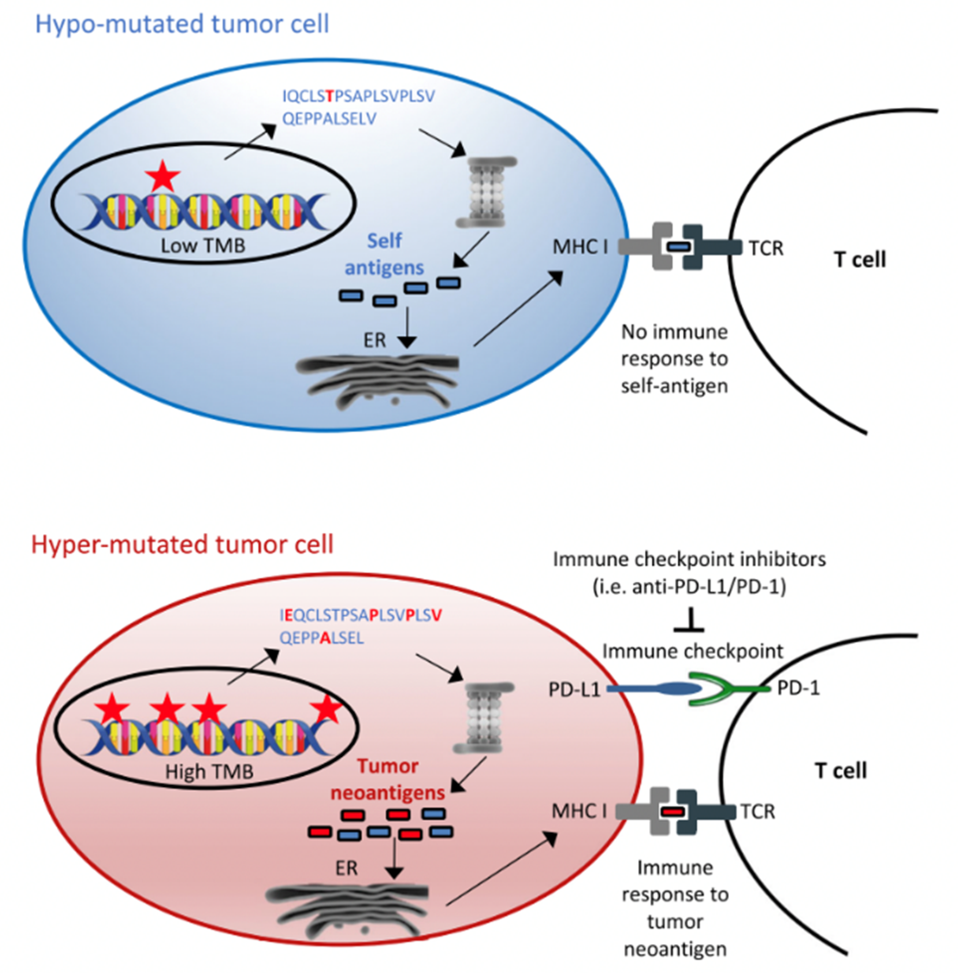 Curroncol 29 00043 g002