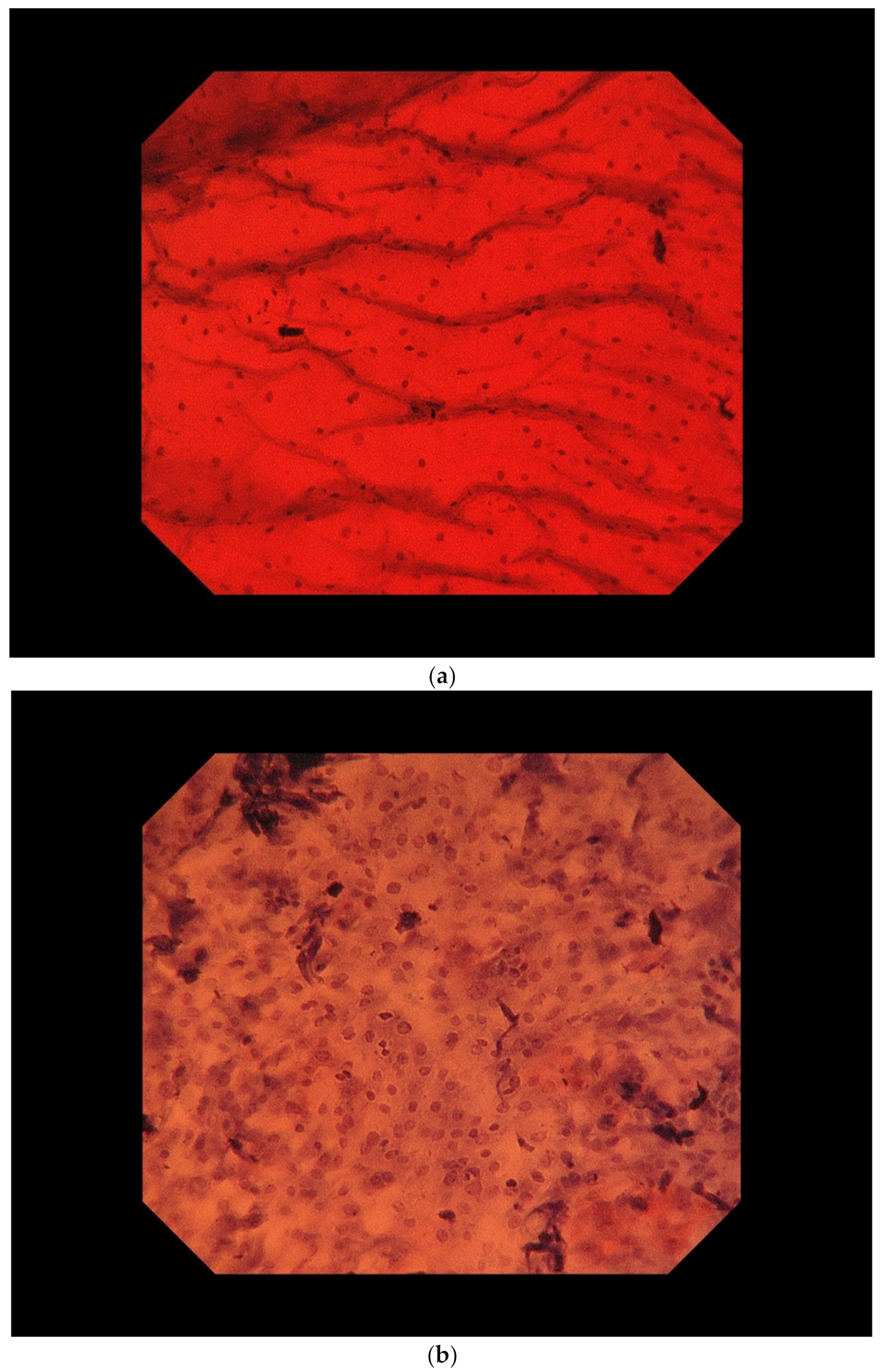 Curroncol 29 00048 g002