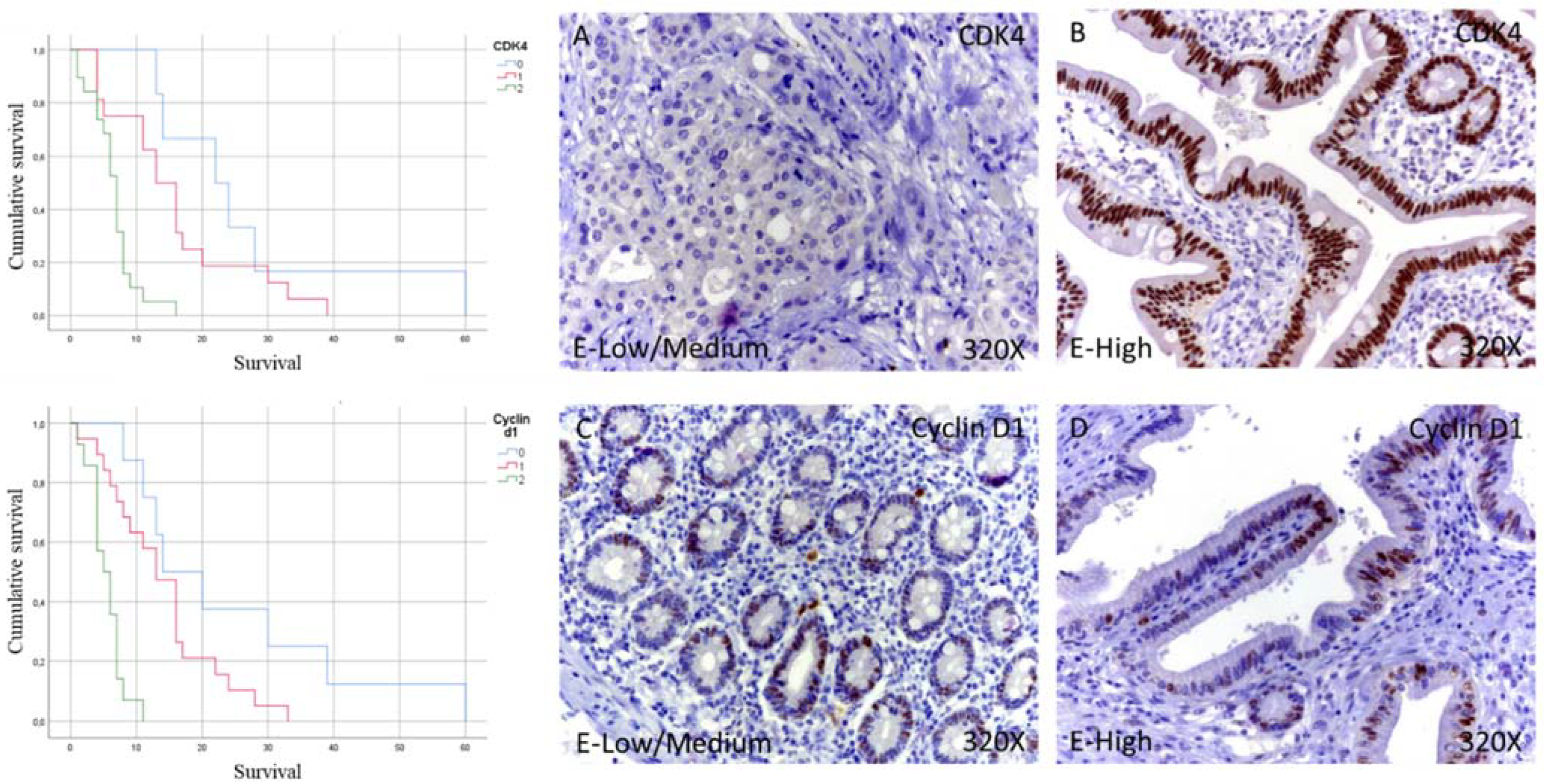 Curroncol 29 00198 g001