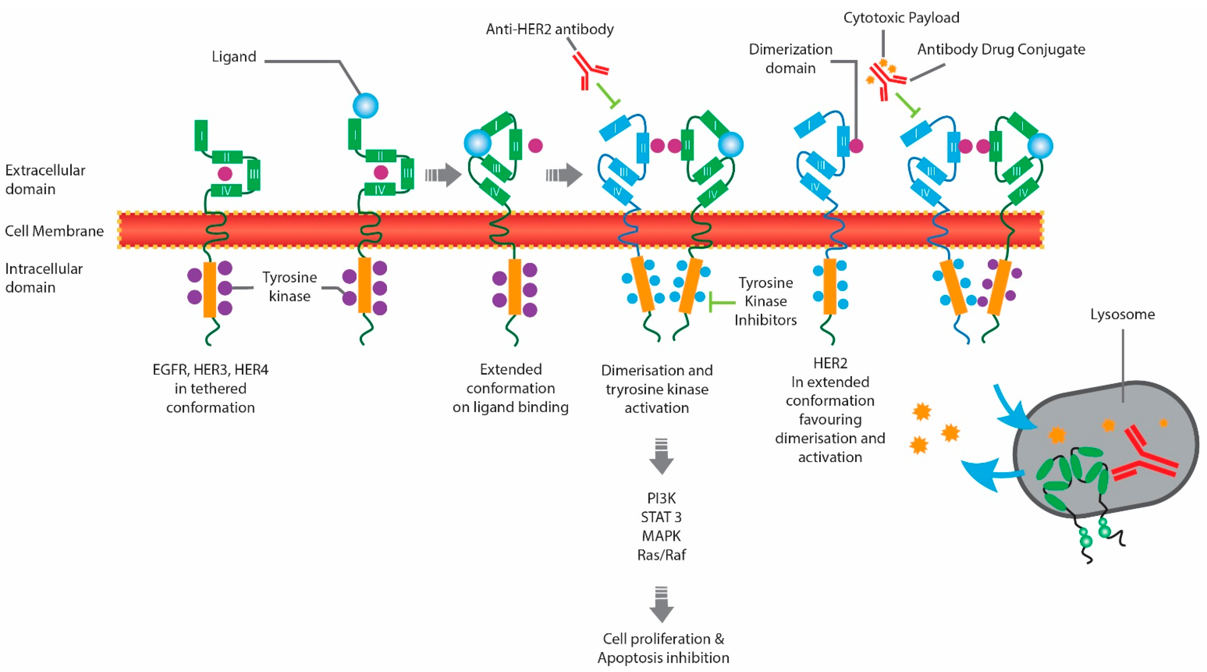 Curroncol 29 00222 g001