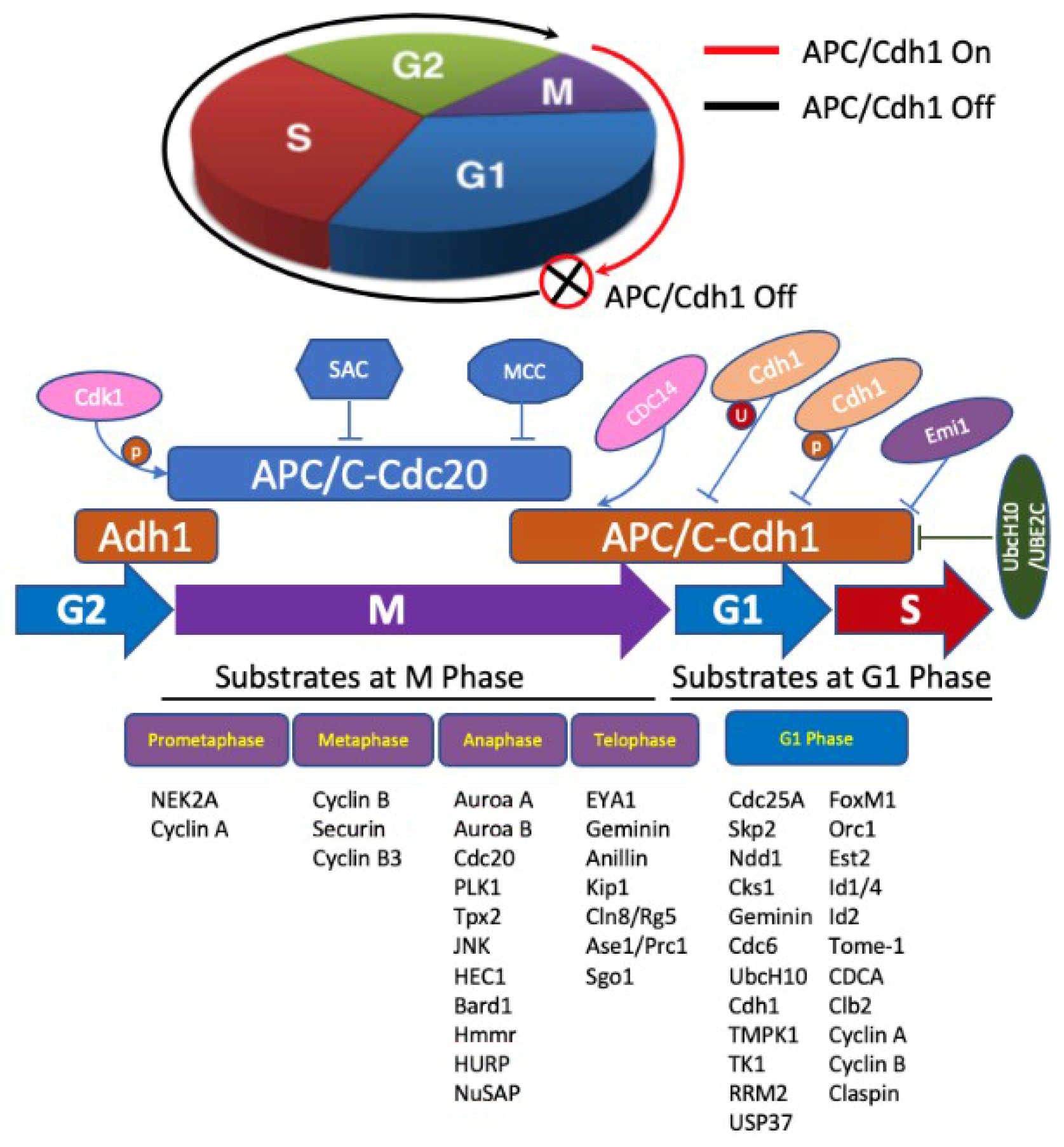 Curroncol 29 00389 g003 Curroncol 29 00389 g003
