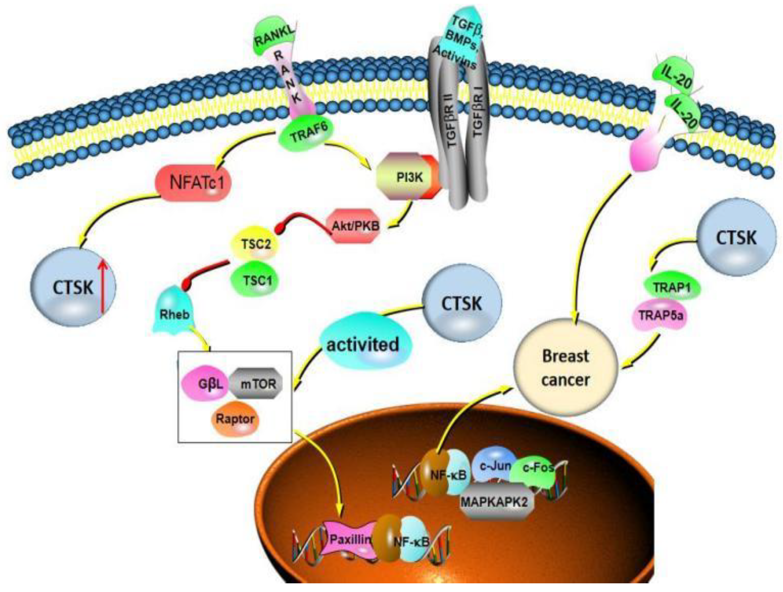 Curroncol 29 00471 g003