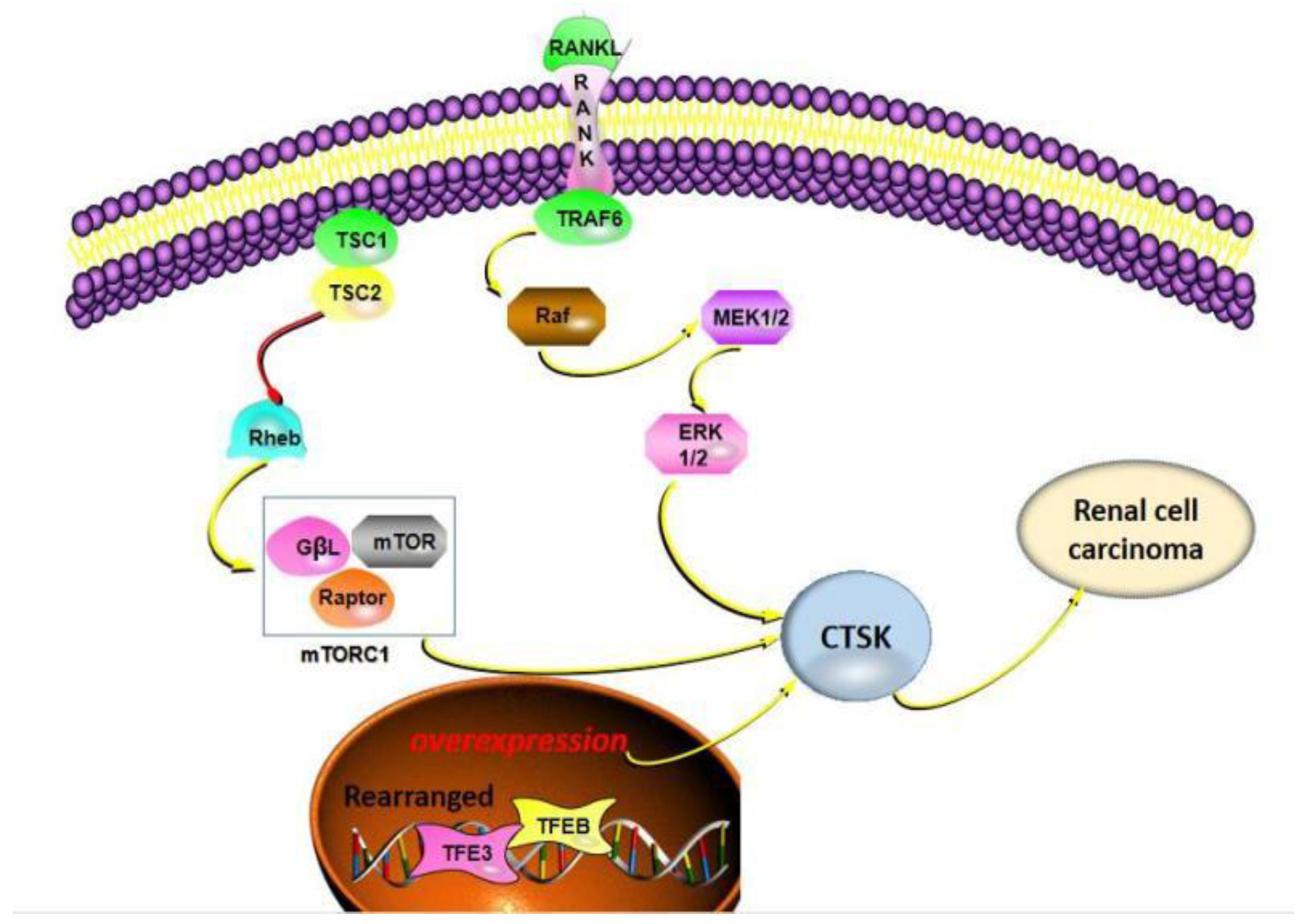 Curroncol 29 00471 g004