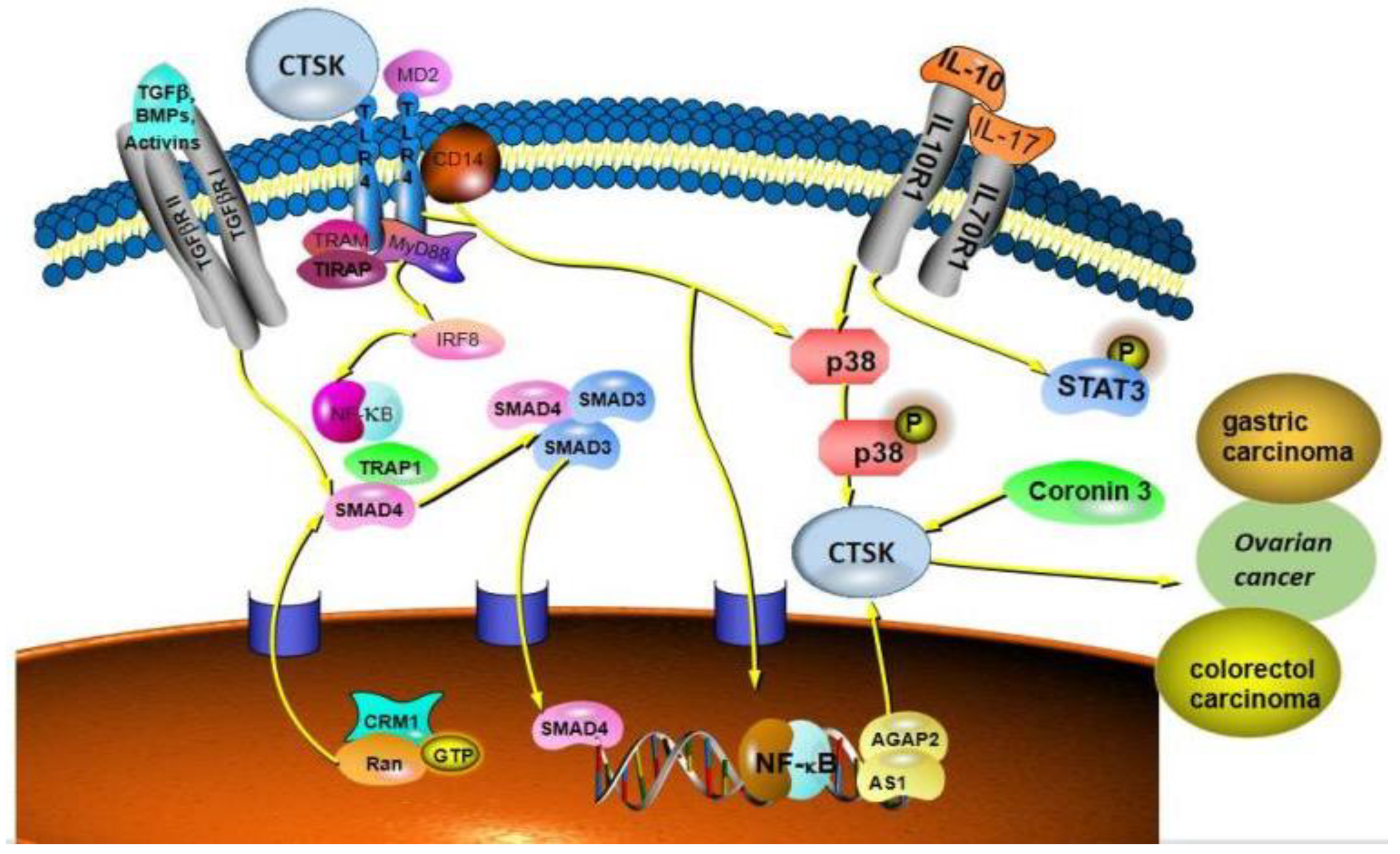 Curroncol 29 00471 g006