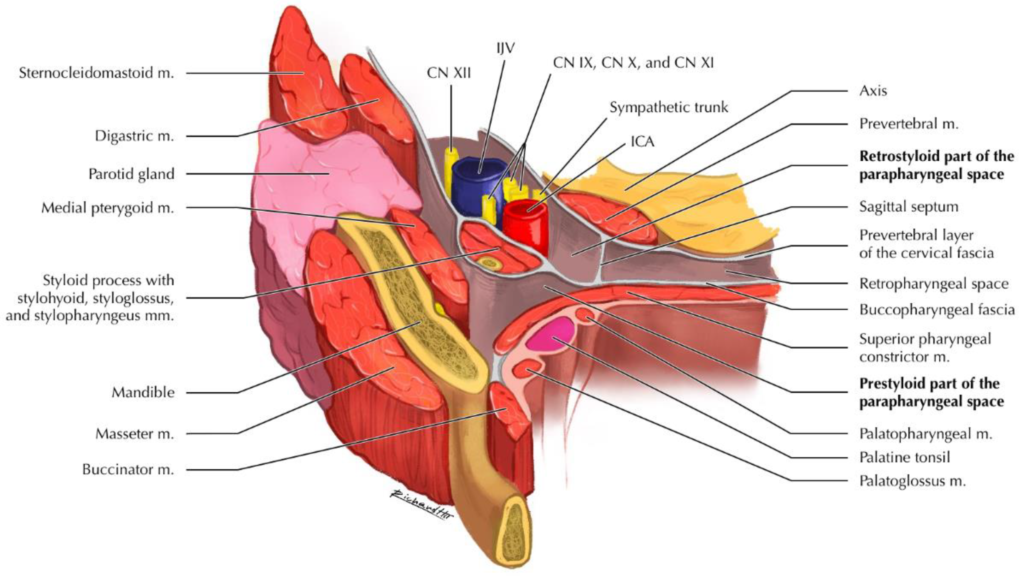 Curroncol 29 00740 g001