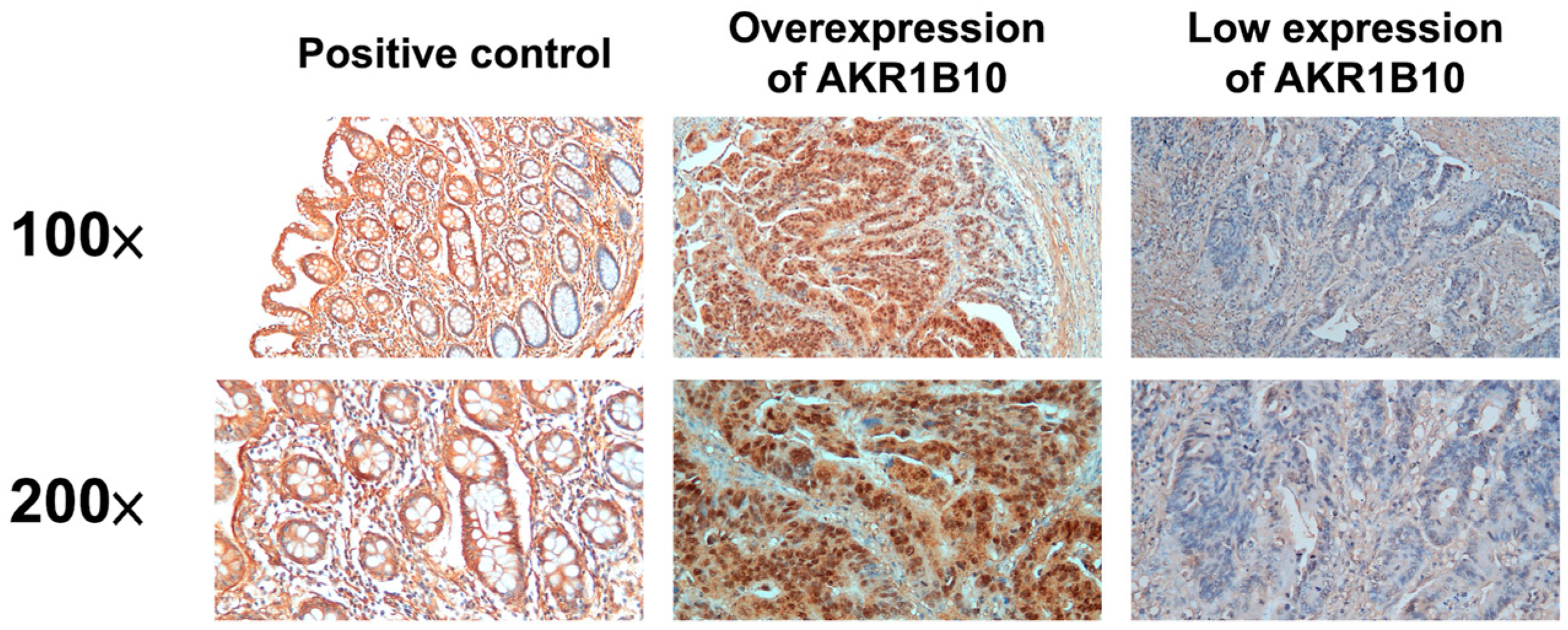 Curroncol 30 00007 g001 Curroncol 30 00007 g001