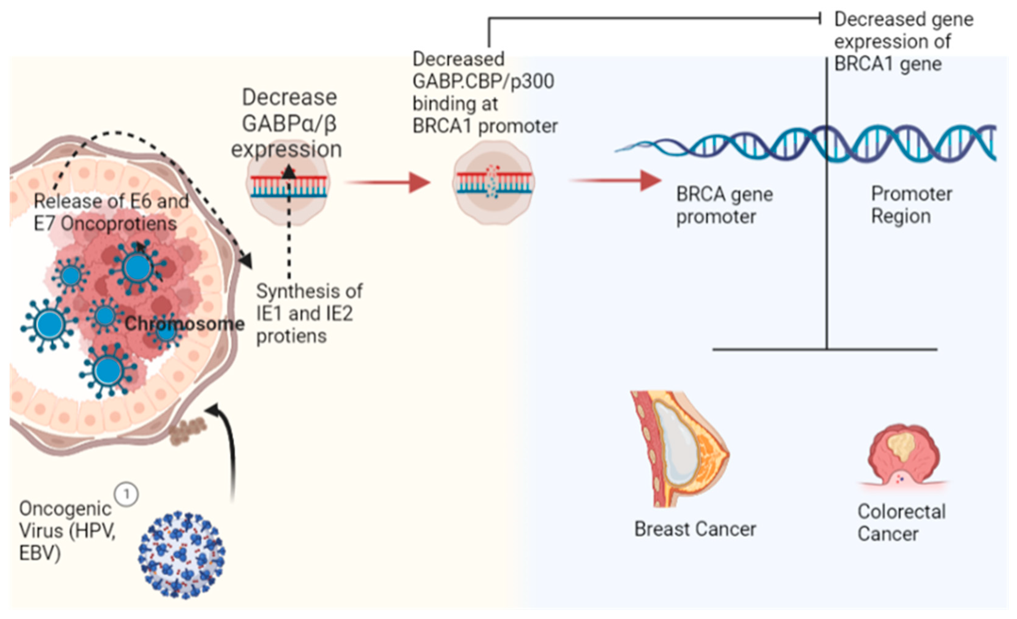 Curroncol 30 00150 g001