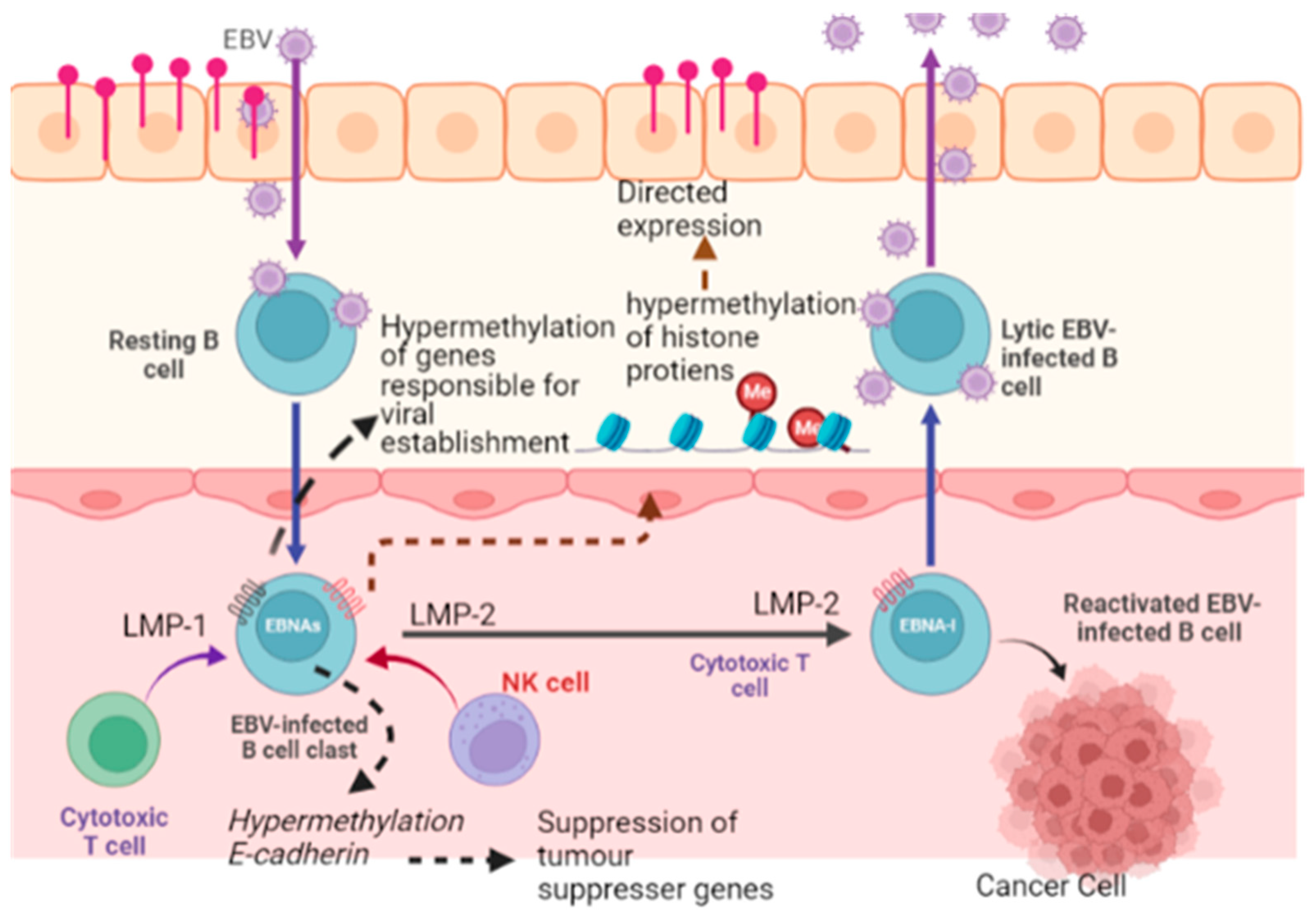 Curroncol 30 00150 g005