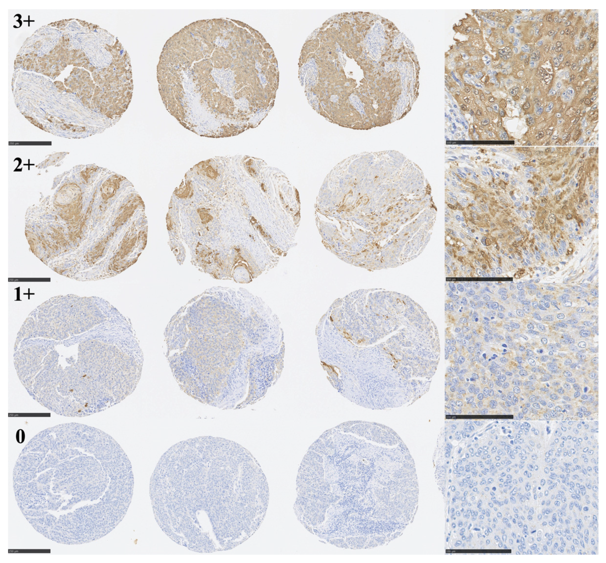 Curroncol 30 00356 g002