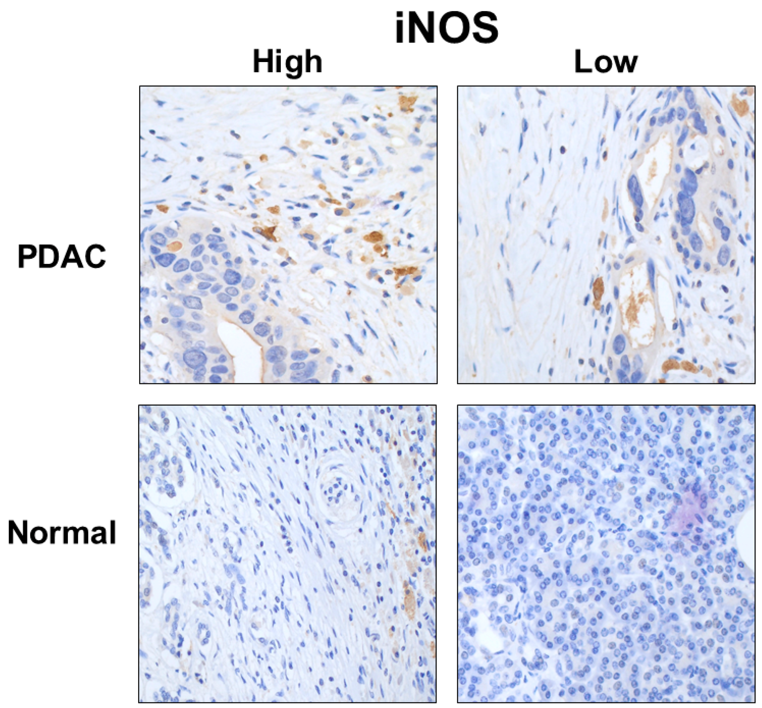 Curroncol 30 00417 g006