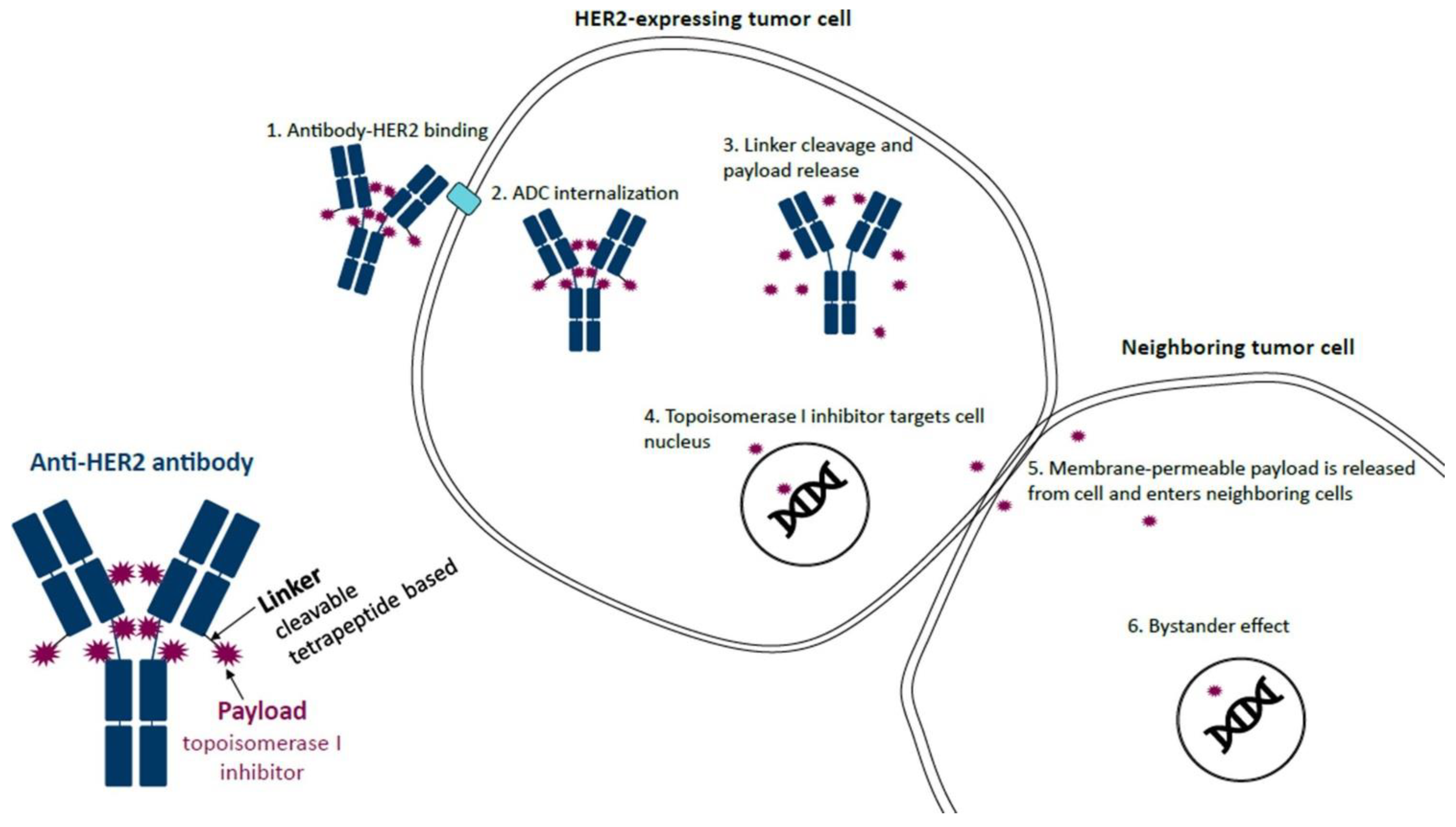 Curroncol 30 00582 g001