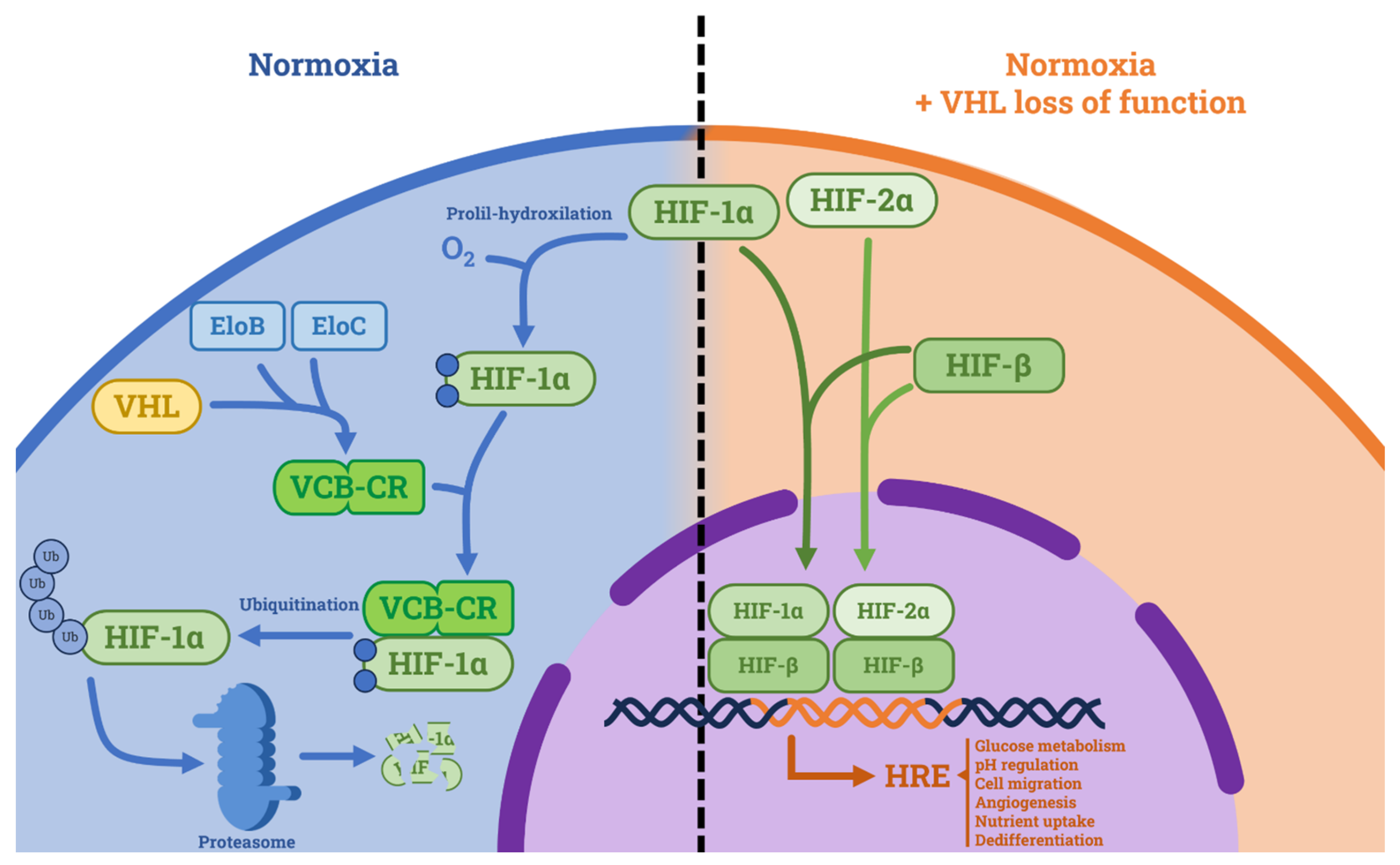 Curroncol 30 00670 g001 Curroncol 30 00670 g001