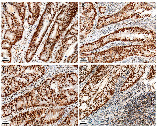 Curroncol 30 00699 g002