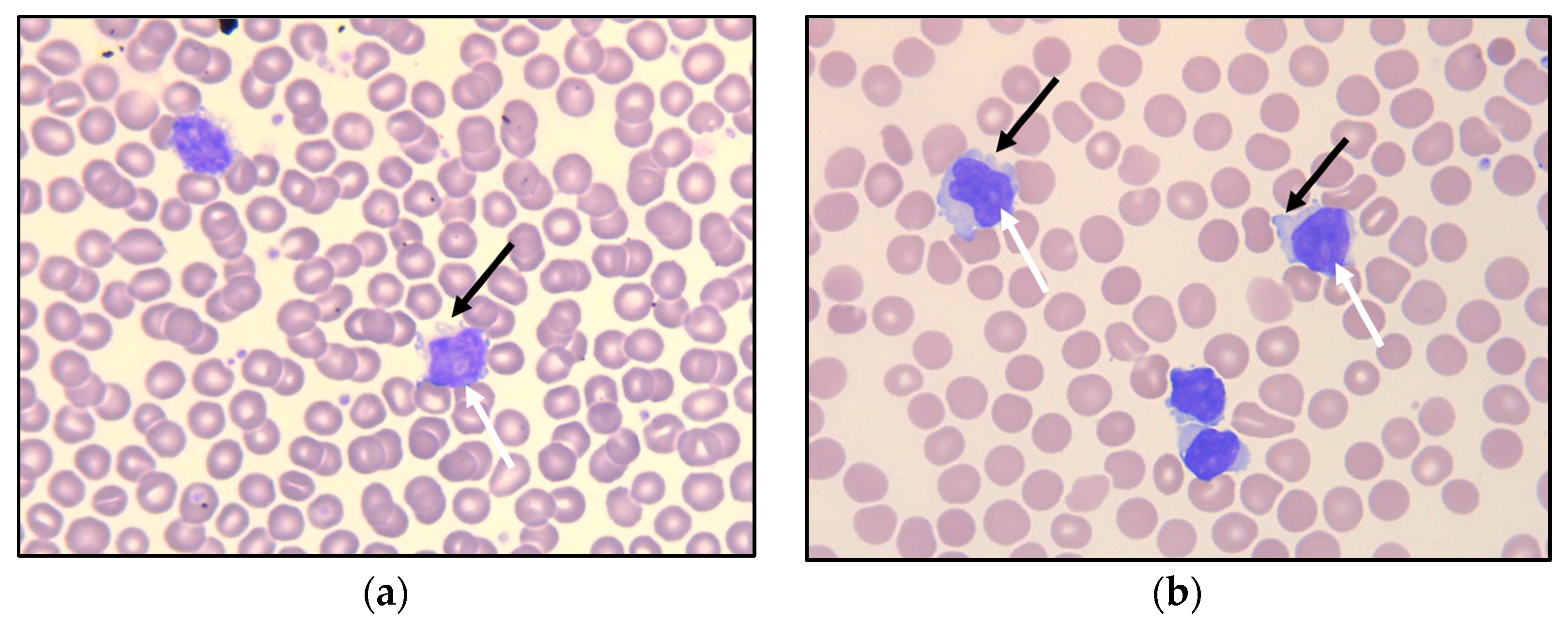 Curroncol 30 00727 g001 Curroncol 30 00727 g001