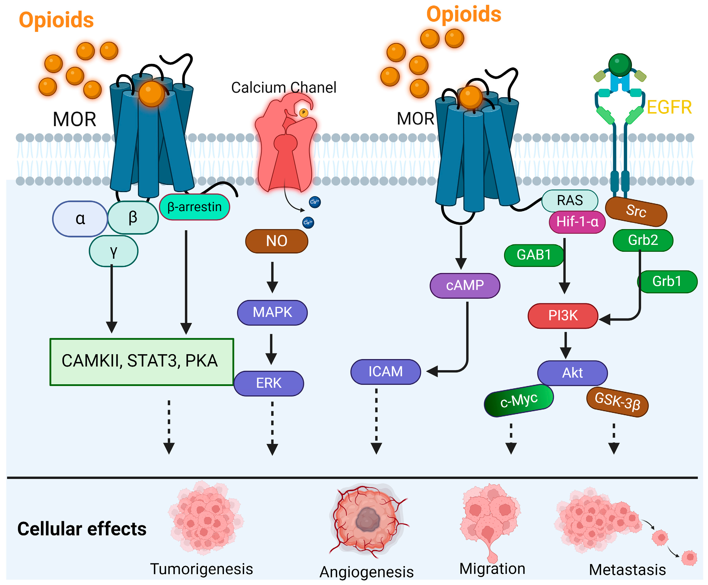 Curroncol 31 00235 g001