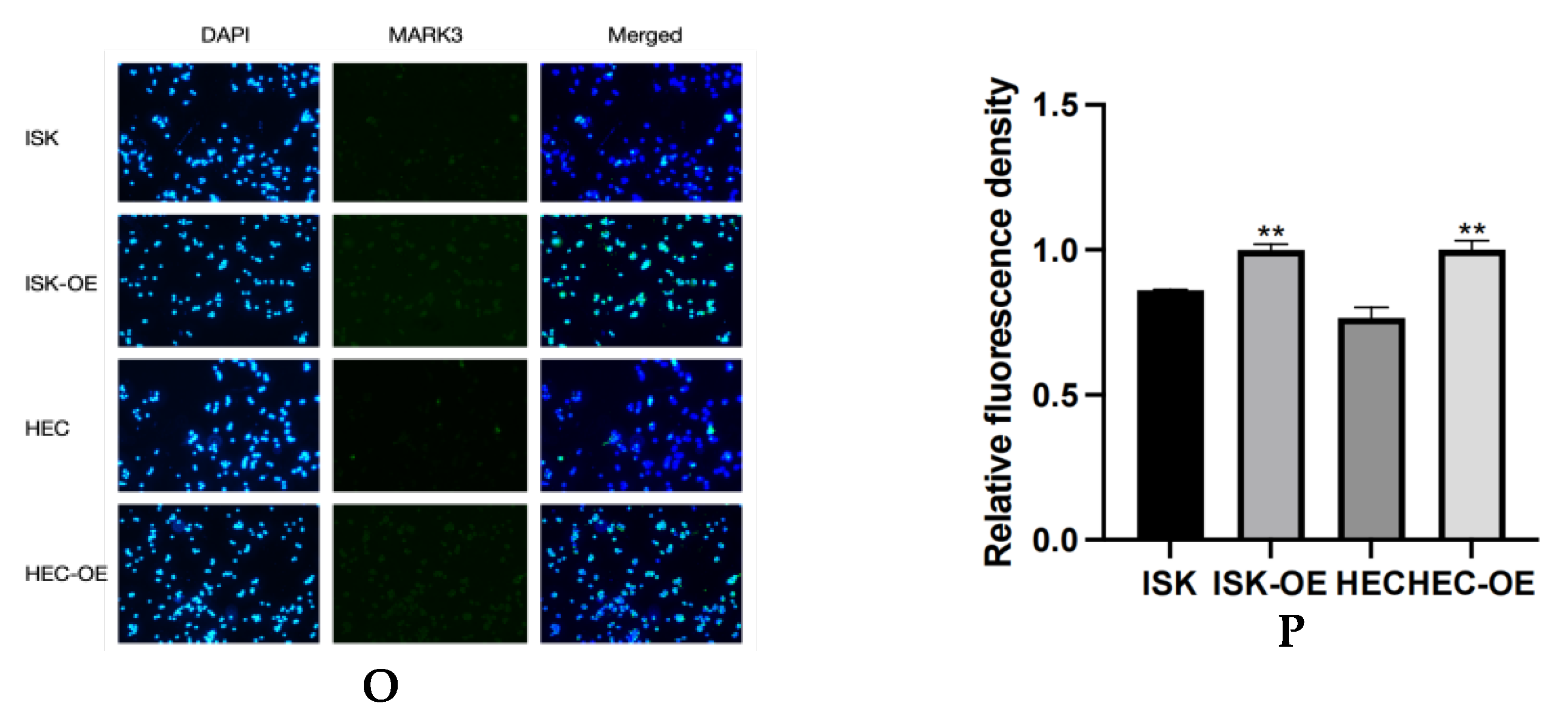 Curroncol 32 00157 g004c
