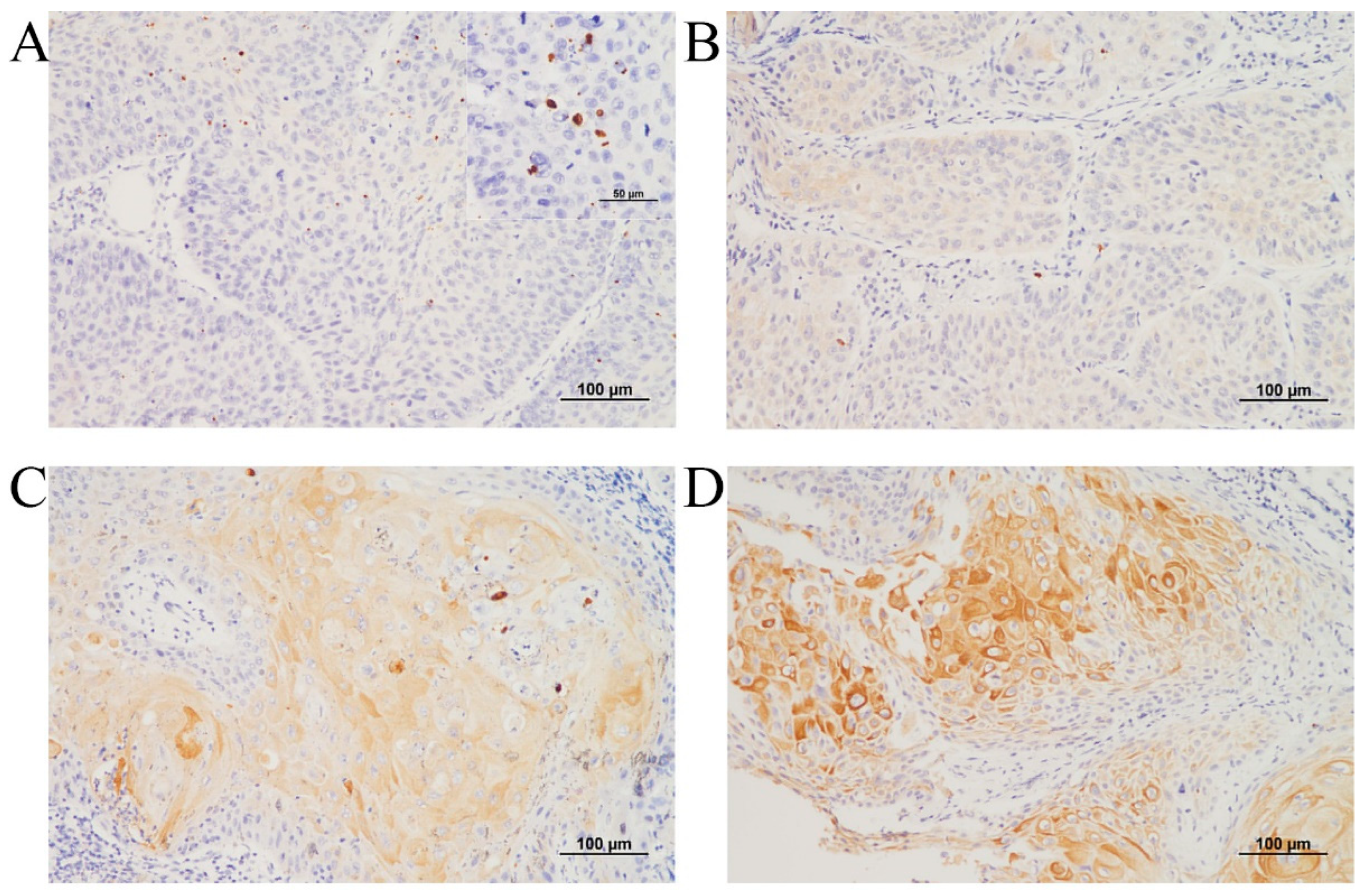 Curroncol 32 00520 g002