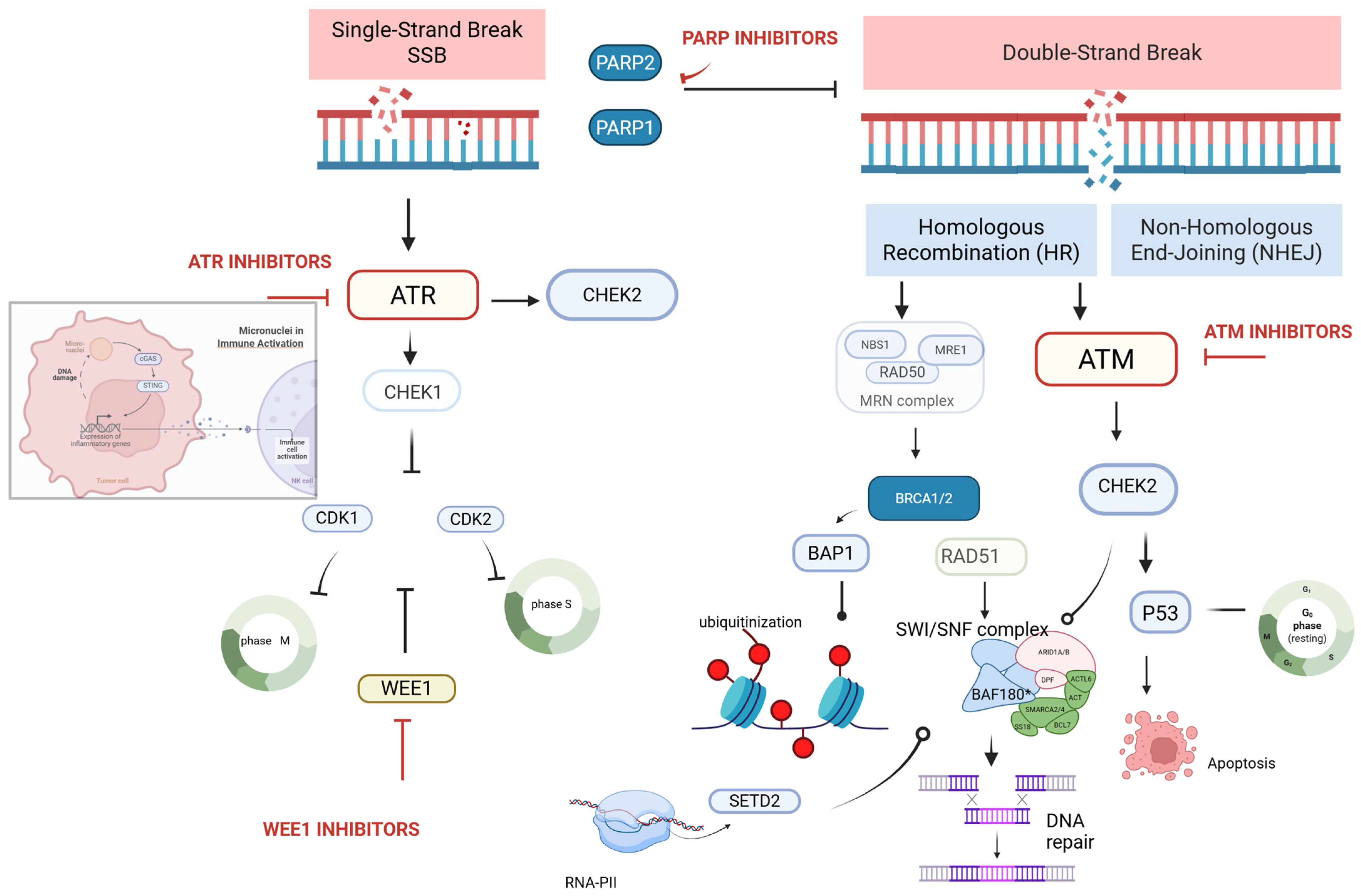 Curroncol 32 00690 g002
