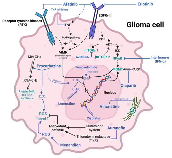 Effects of therapeutic agents on various biochemical processes in glioma cells.
