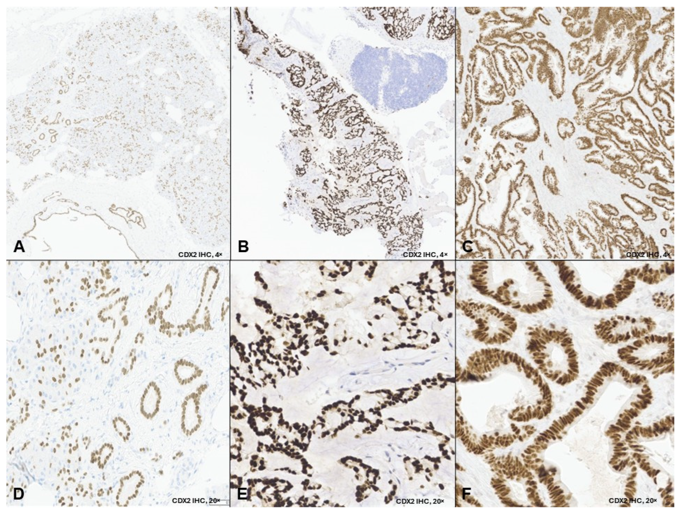 Curroncol 33 00126 g001