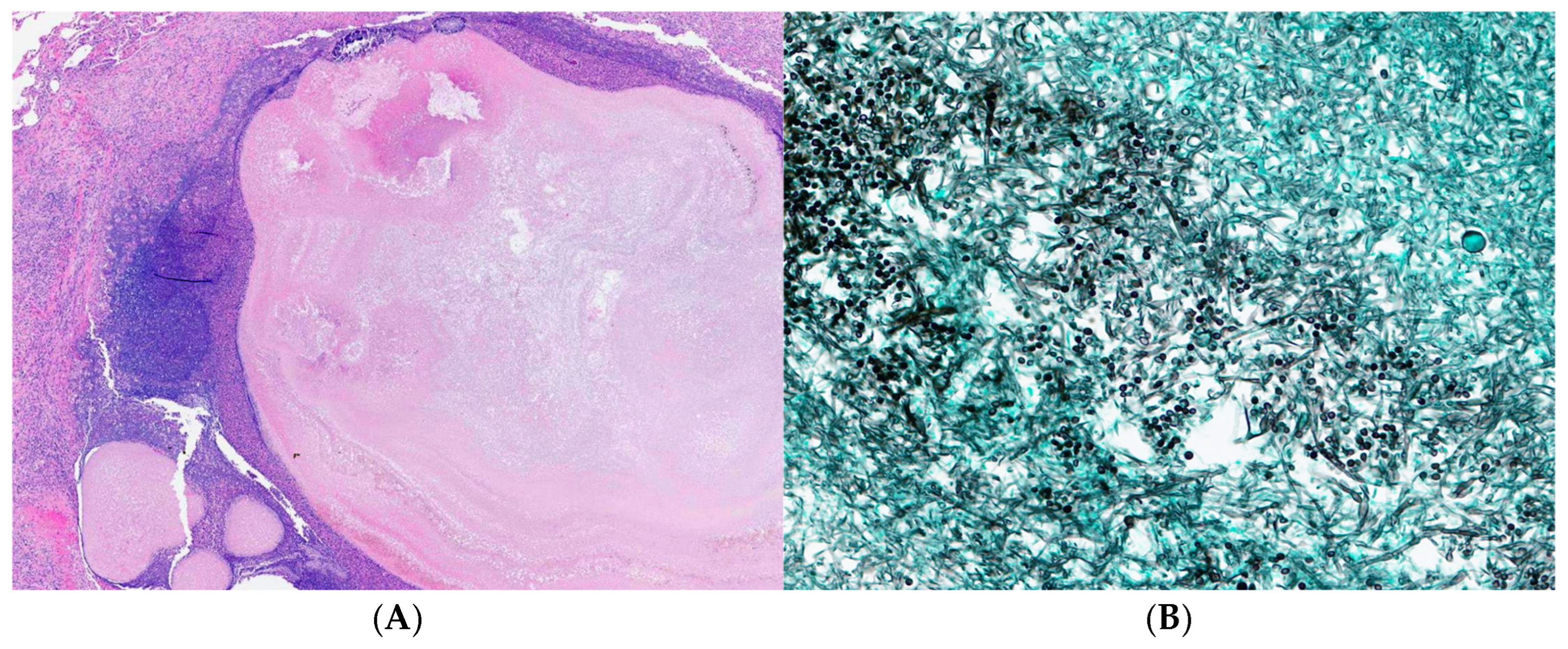 Curroncol 33 00145 g002