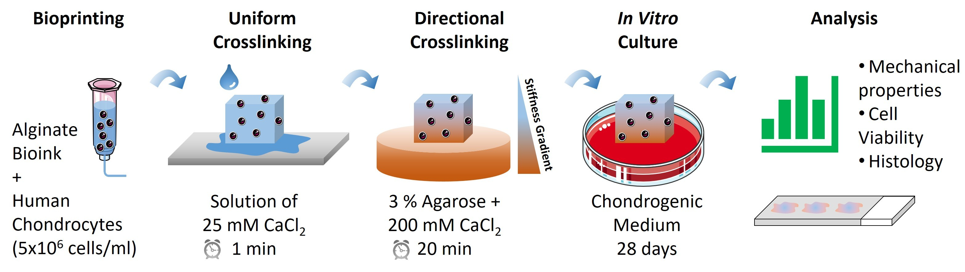 Three-Dimensional Bioprinting of Regenerative Cartilage Constructs with Directional Ionically Derived Stiffness Gradients