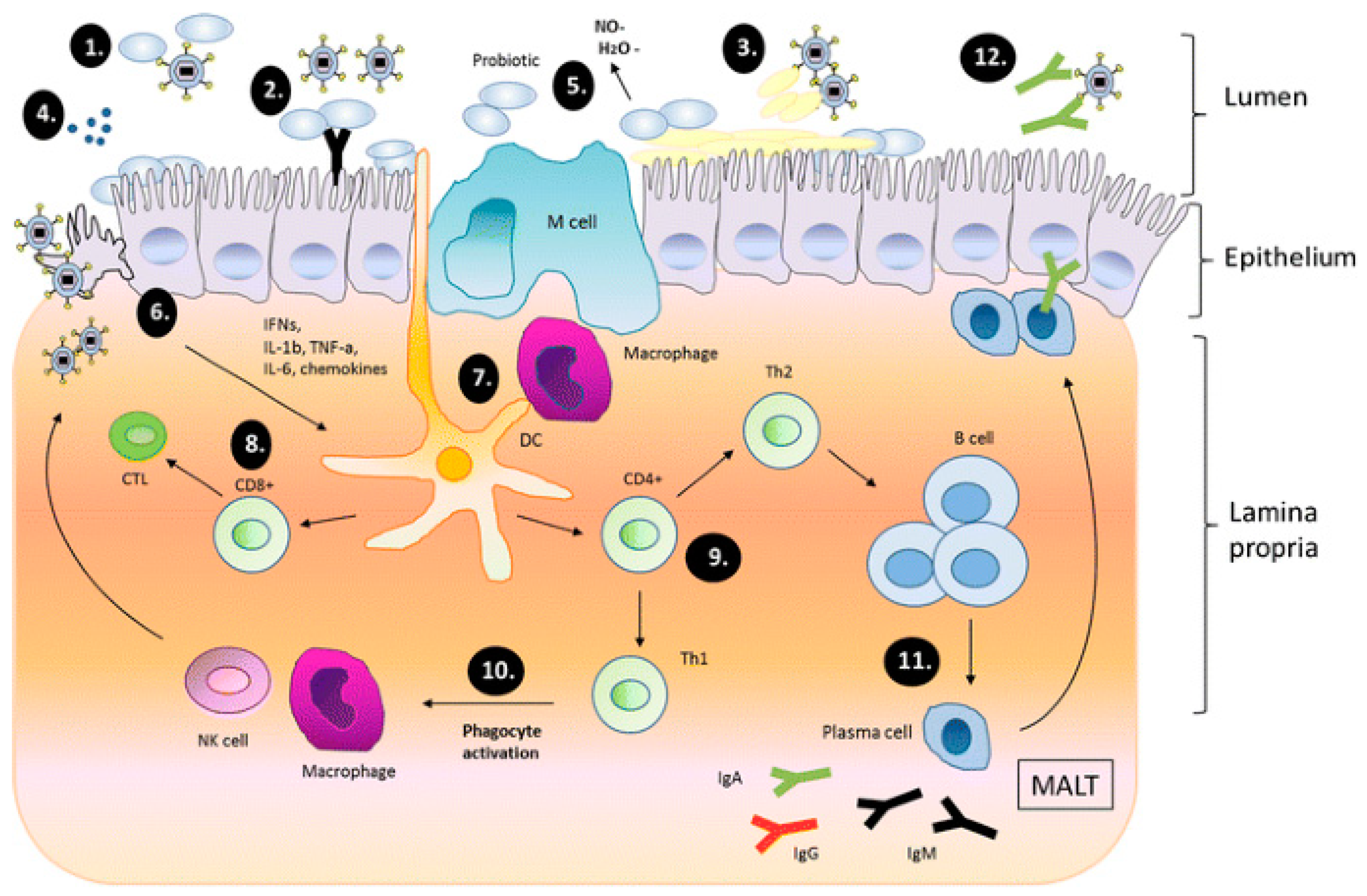 Dairy 01 00015 g004 Dairy 01 00015 g004