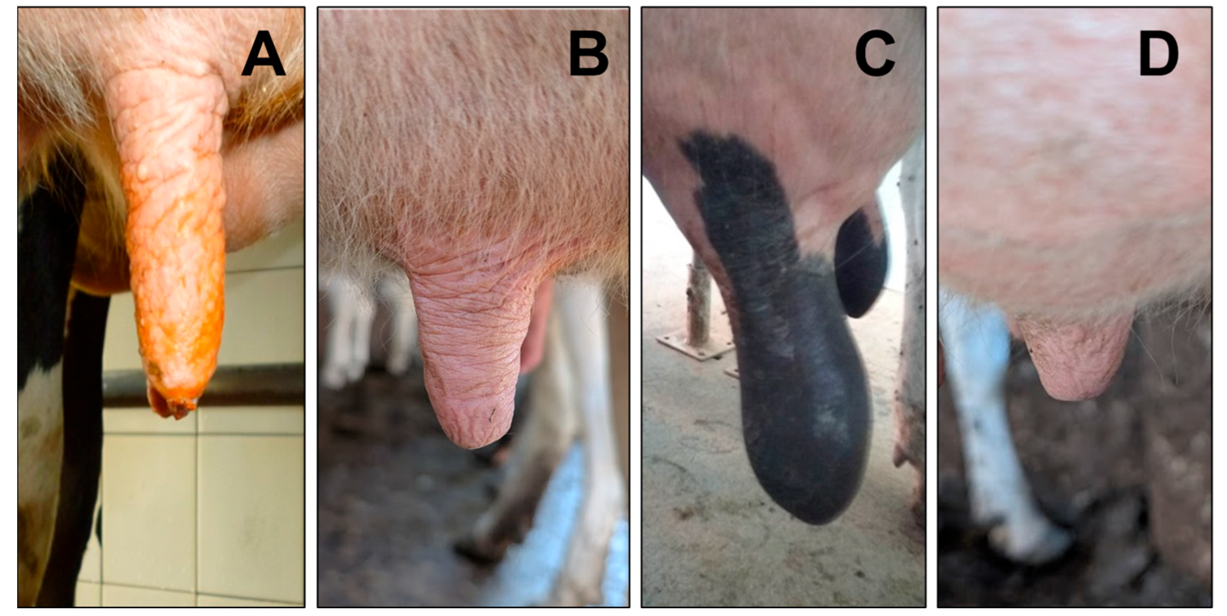 Dairy 06 00045 g001 Dairy 06 00045 g001