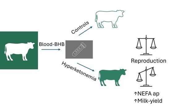 Mean/standard error of liver activity index (LAI) at day (d) 14 antepartum (ap) (LAI d14 ap), d 14 postpartum (pp) (LAI d14 pp), and d28 pp (LAI d28 pp). Comparison between cows identified with hyperketonemia (HYK: left bars) or controls (CON: right bars) at sampling days: d7 (blue bars), d14 (orange bars), and d28 (gray bars).