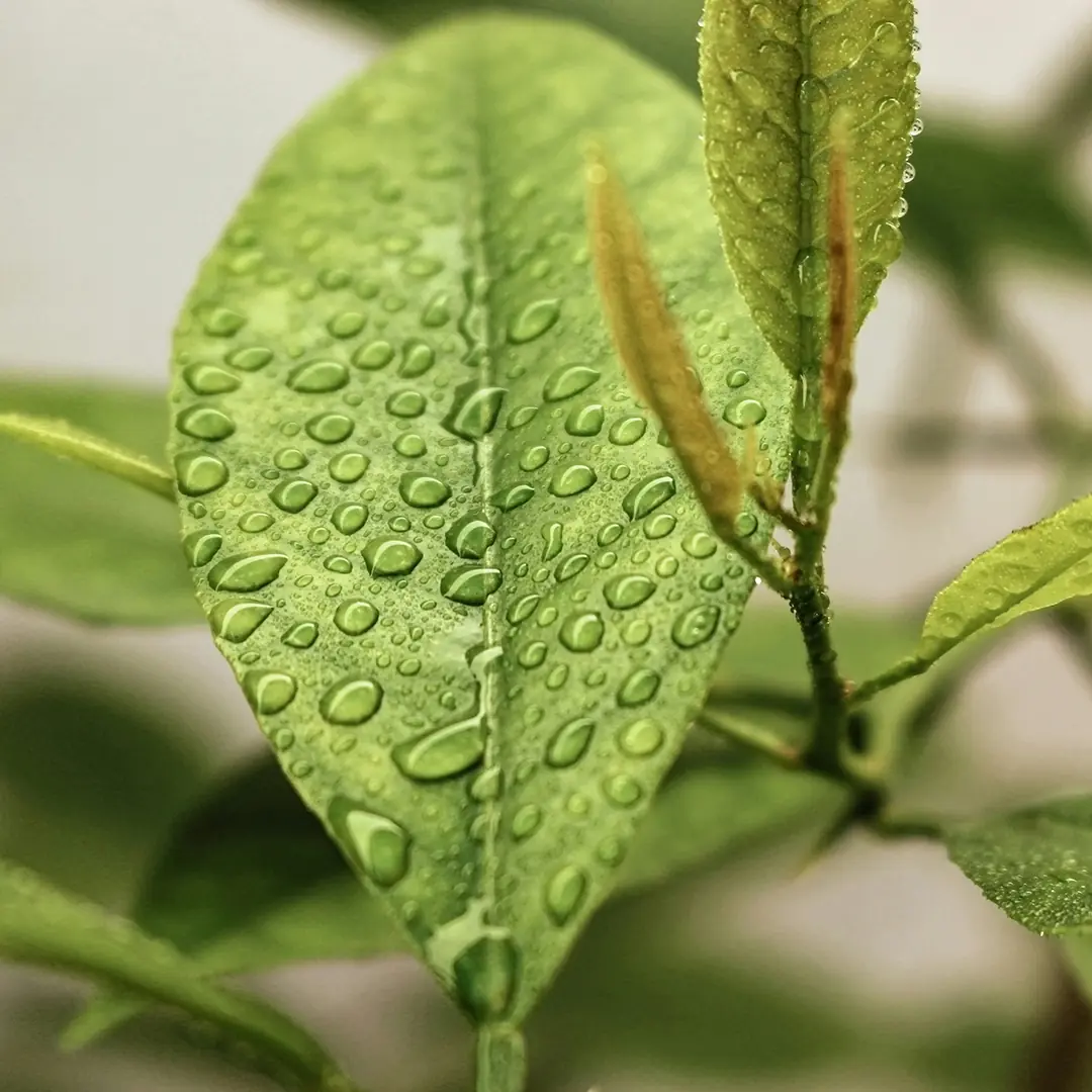 The Call to Protect the Earth and Pursue Sustainable Development