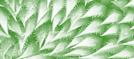 Biomimetics