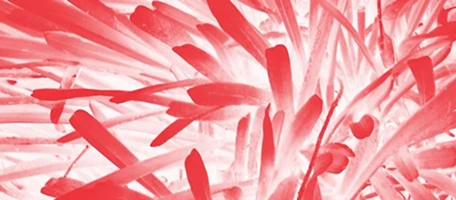 Tropical Medicine and Infectious Disease