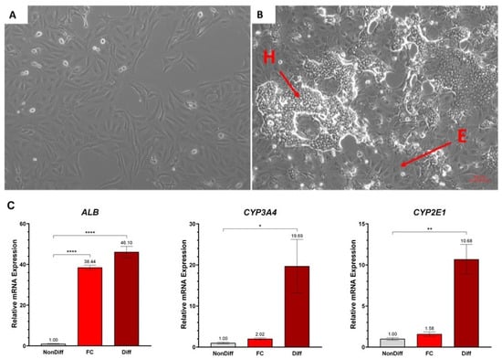 Verification of HepaRG cell differentiation. (A,B) Morphology of HepaRG cells. (A) Proliferative phase. (B) Cells during induction of differentiation. Differentiated (hepatocyte-like) cells are marked with the letter “H”; cells that retain the epithelial phenotype are marked with “E”. Scale bar: 50 μm. (C) Relative mRNA expression of differentiation-related genes ALB, CYP3A4, and CYP2E1. NonDiff—undifferentiated proliferating cells, FC—full confluence (prior to DMSO treatment), and Diff—differentiated cells. Error bars indicate standard error of the mean. * p < 0.05, ** p < 0.01, and **** p < 0.0001 compared to NonDiff.