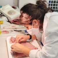 Dr. Marialetizia Palomba avatar image