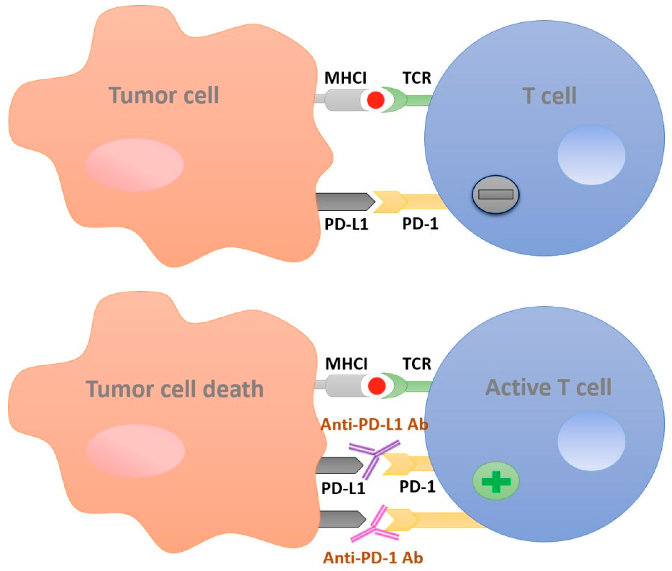 2018 Nobel Prize In Medicine Awarded For Pioneering Research On Immune Checkpoints 