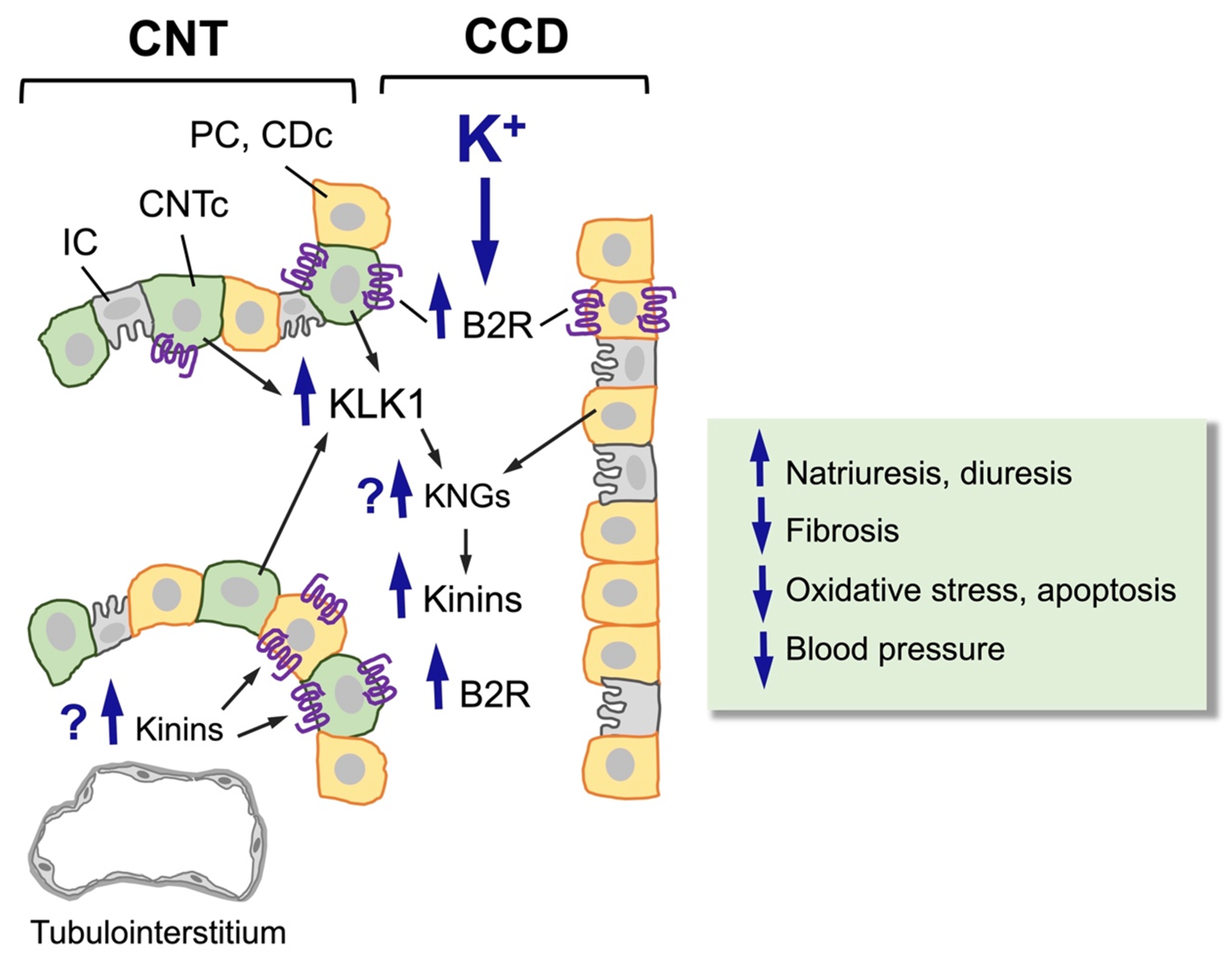 Ddc 05 00013 g002 Ddc 05 00013 g002