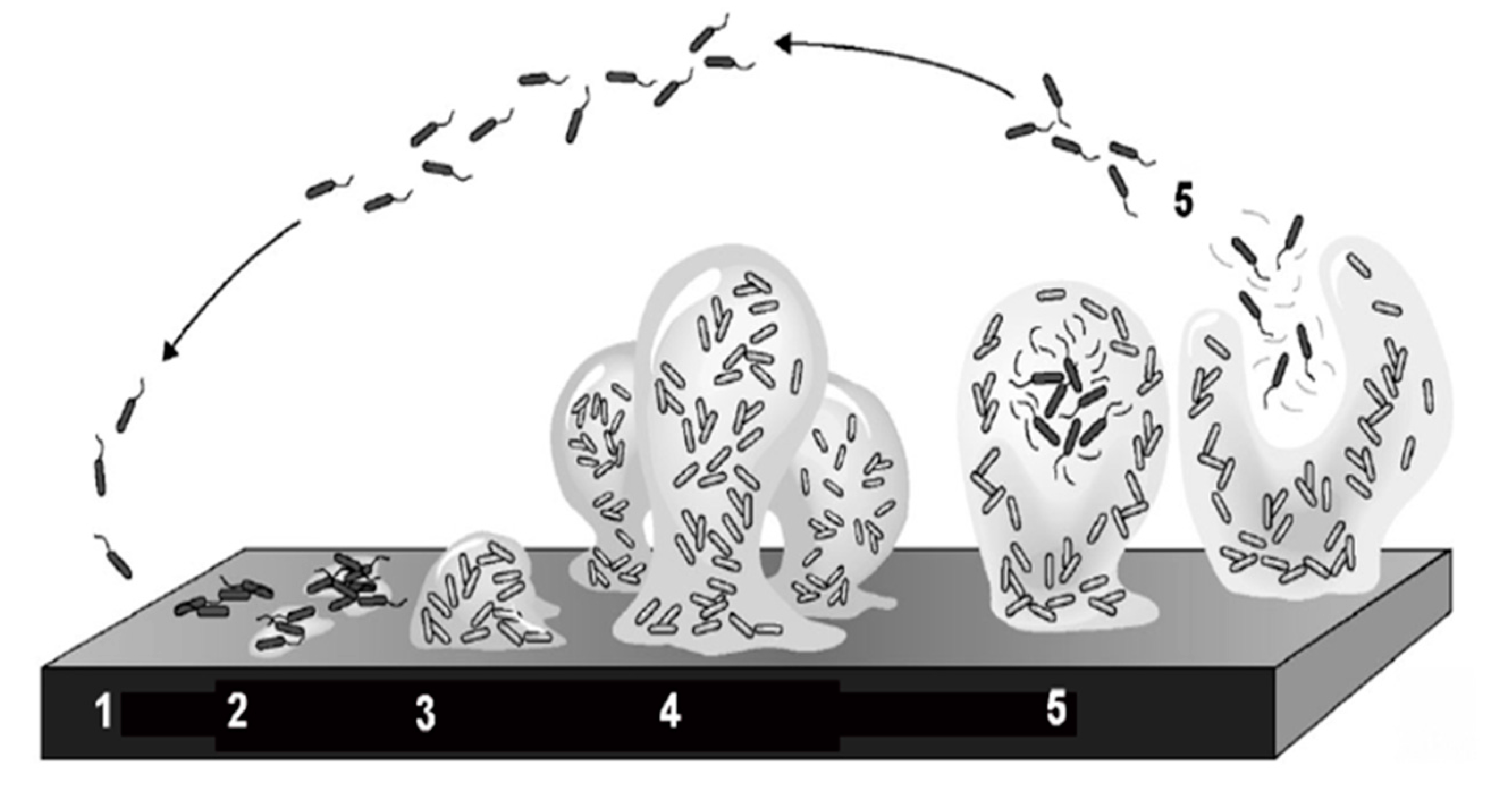 Dentistry 05 00021 g001
