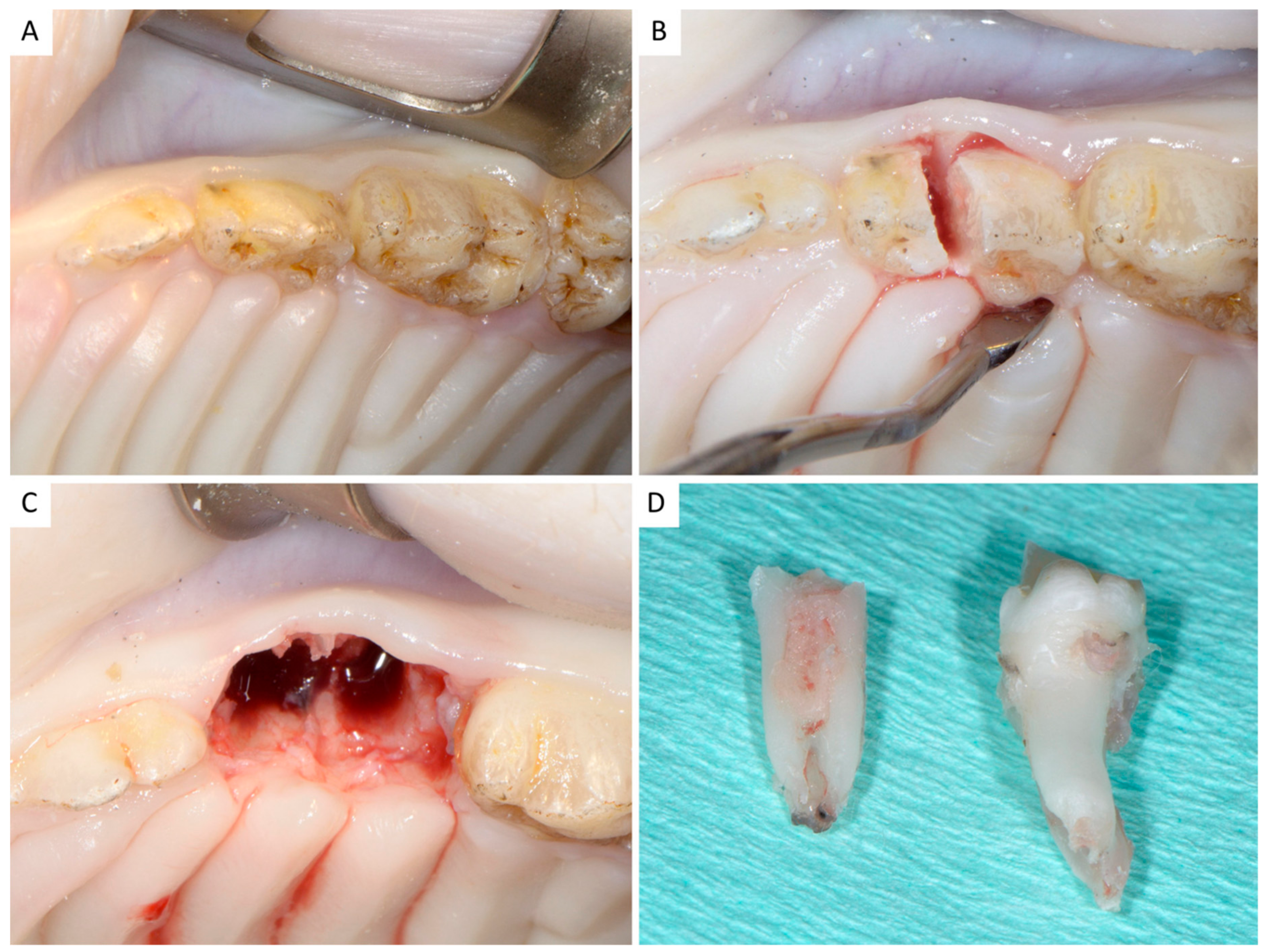 Dentistry 06 00027 g001