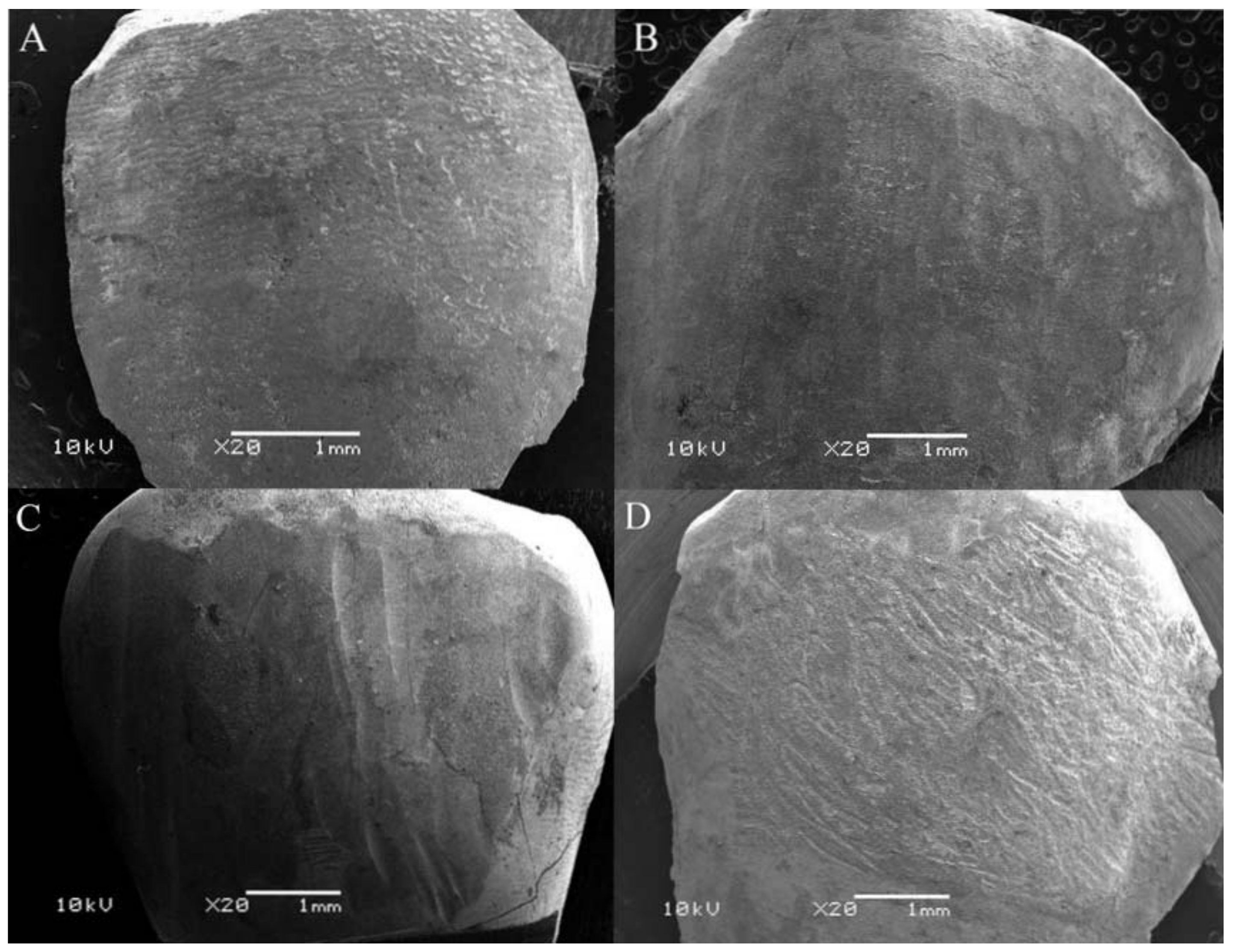 Dentistry 06 00039 g001