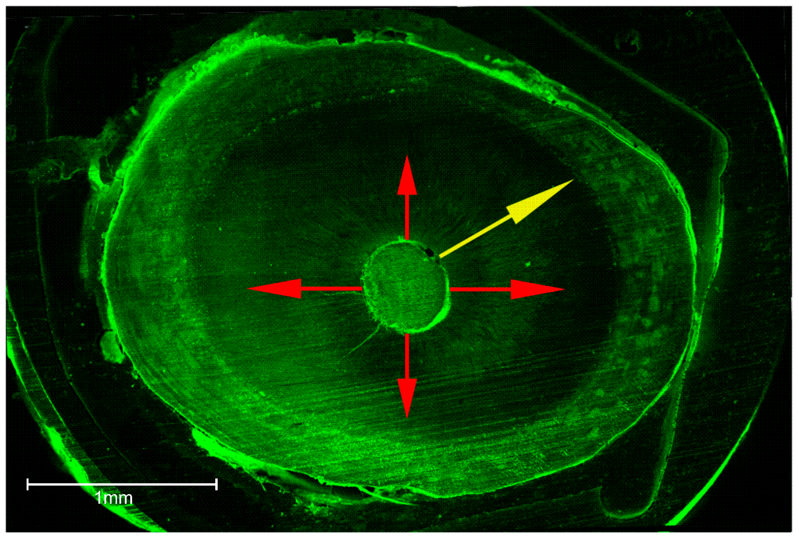 Dentistry 06 00045 g003