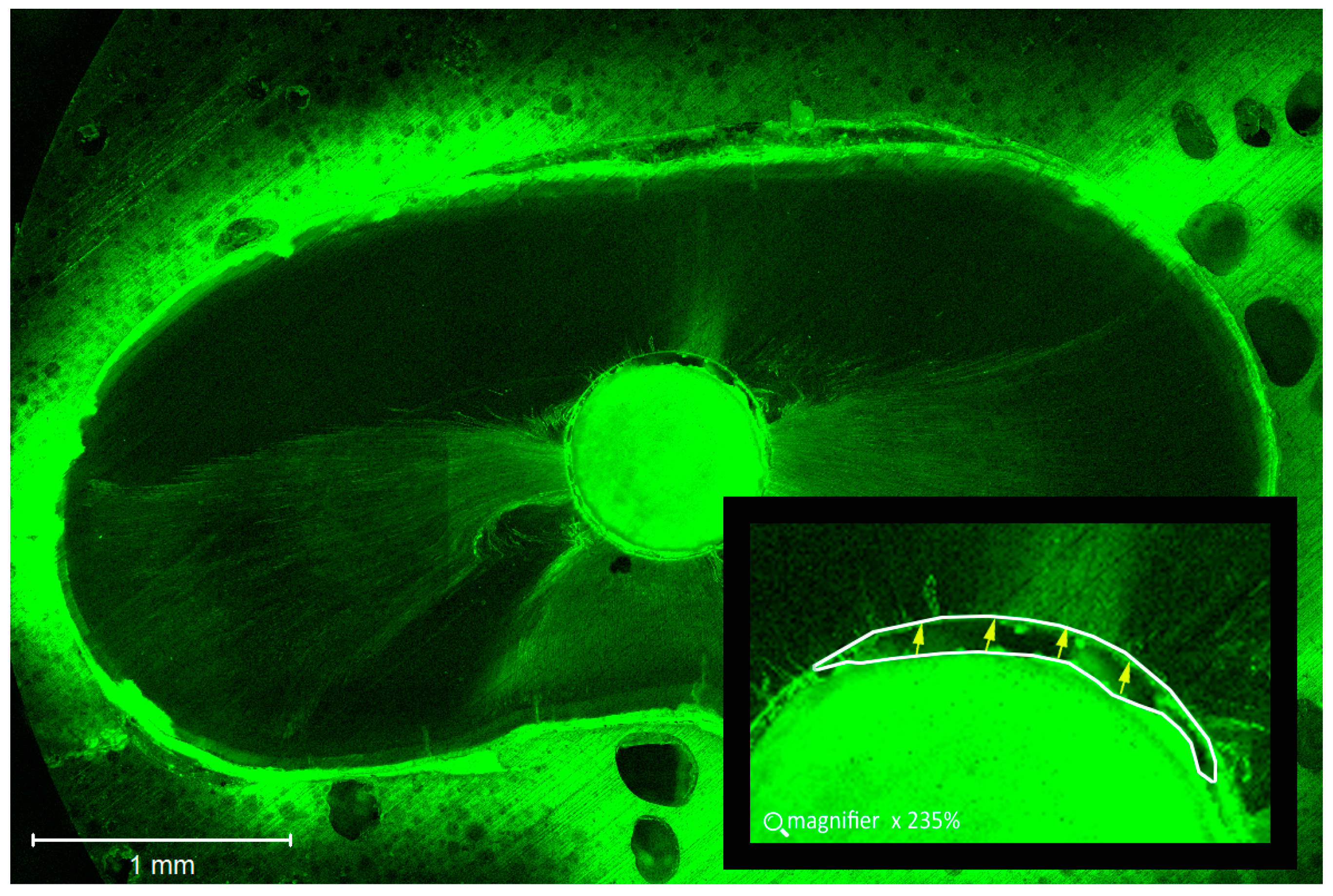 Dentistry 06 00045 g004