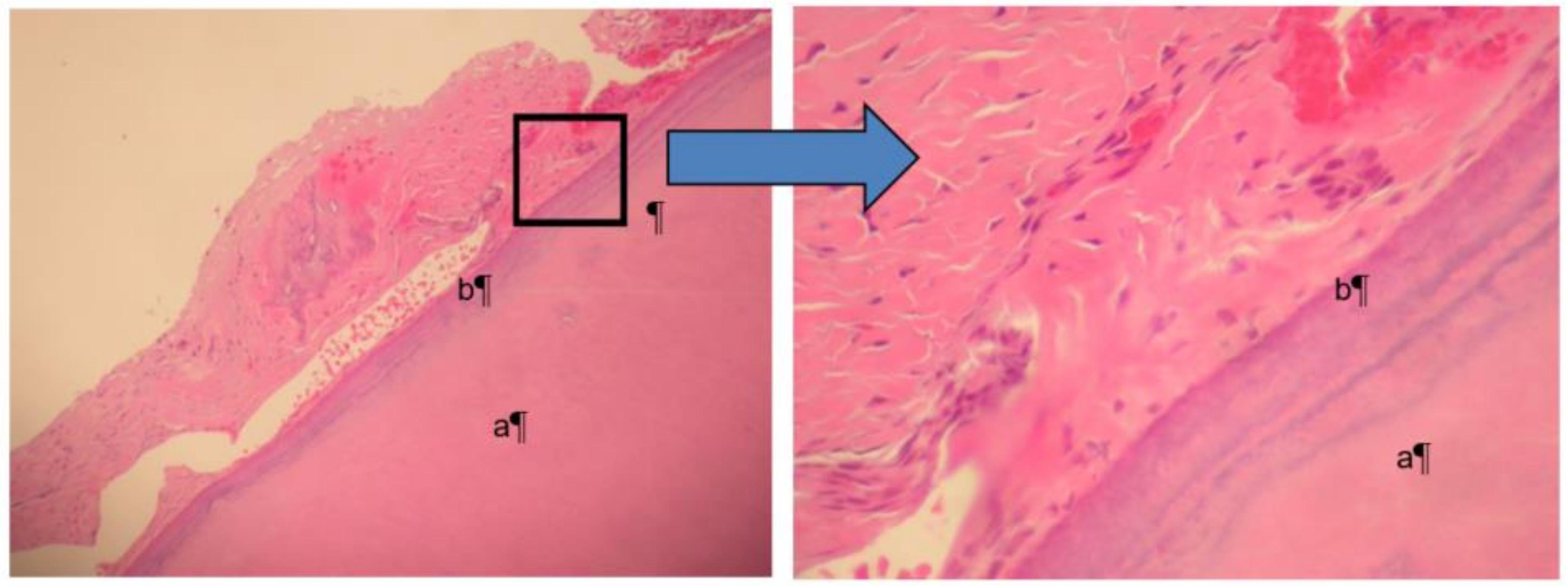Dentistry 06 00053 g005 Dentistry 06 00053 g005