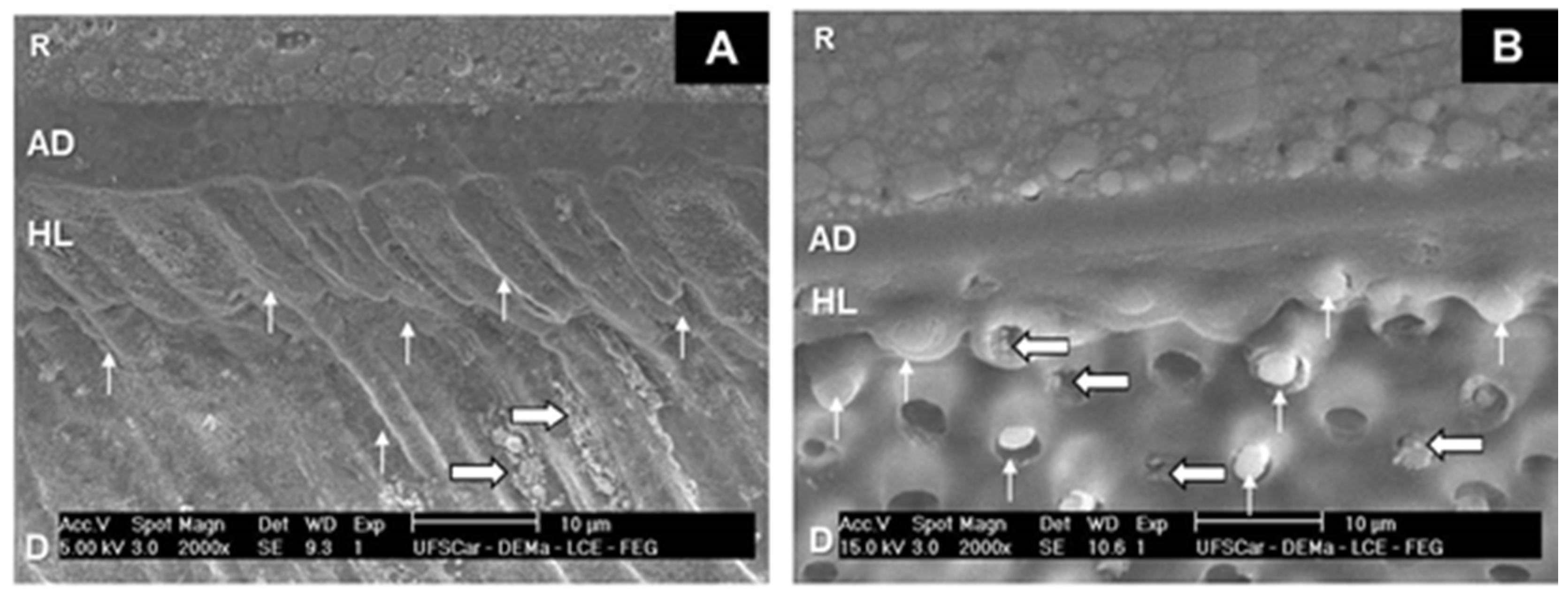 Dentistry 07 00035 g001