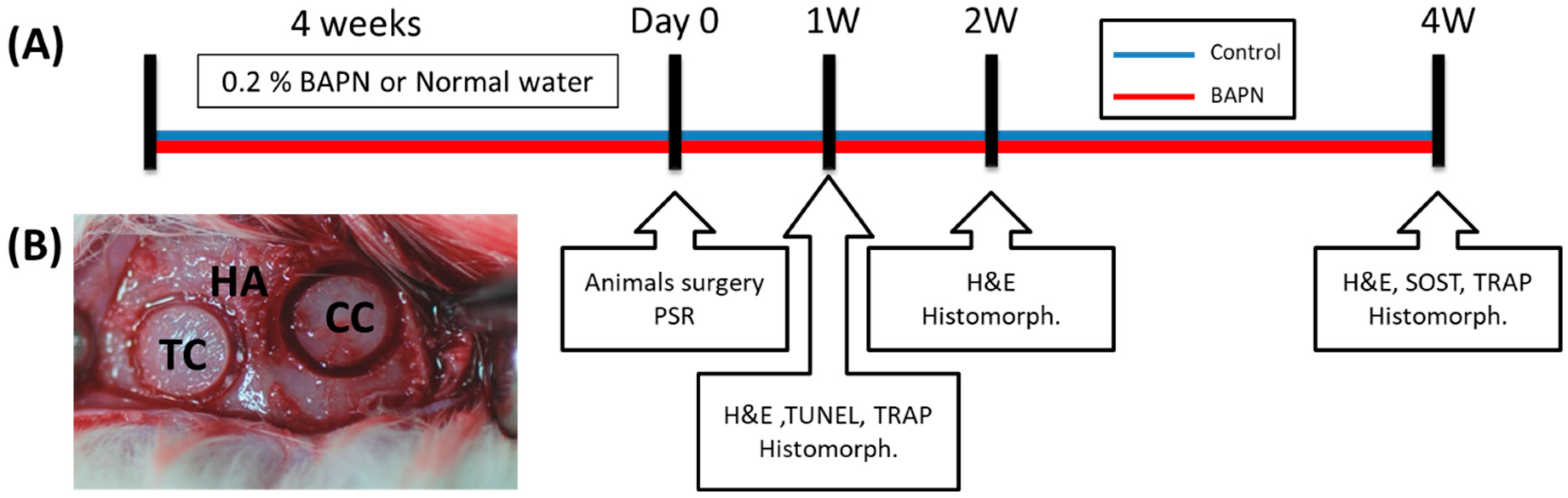 Dentistry 07 00045 g001