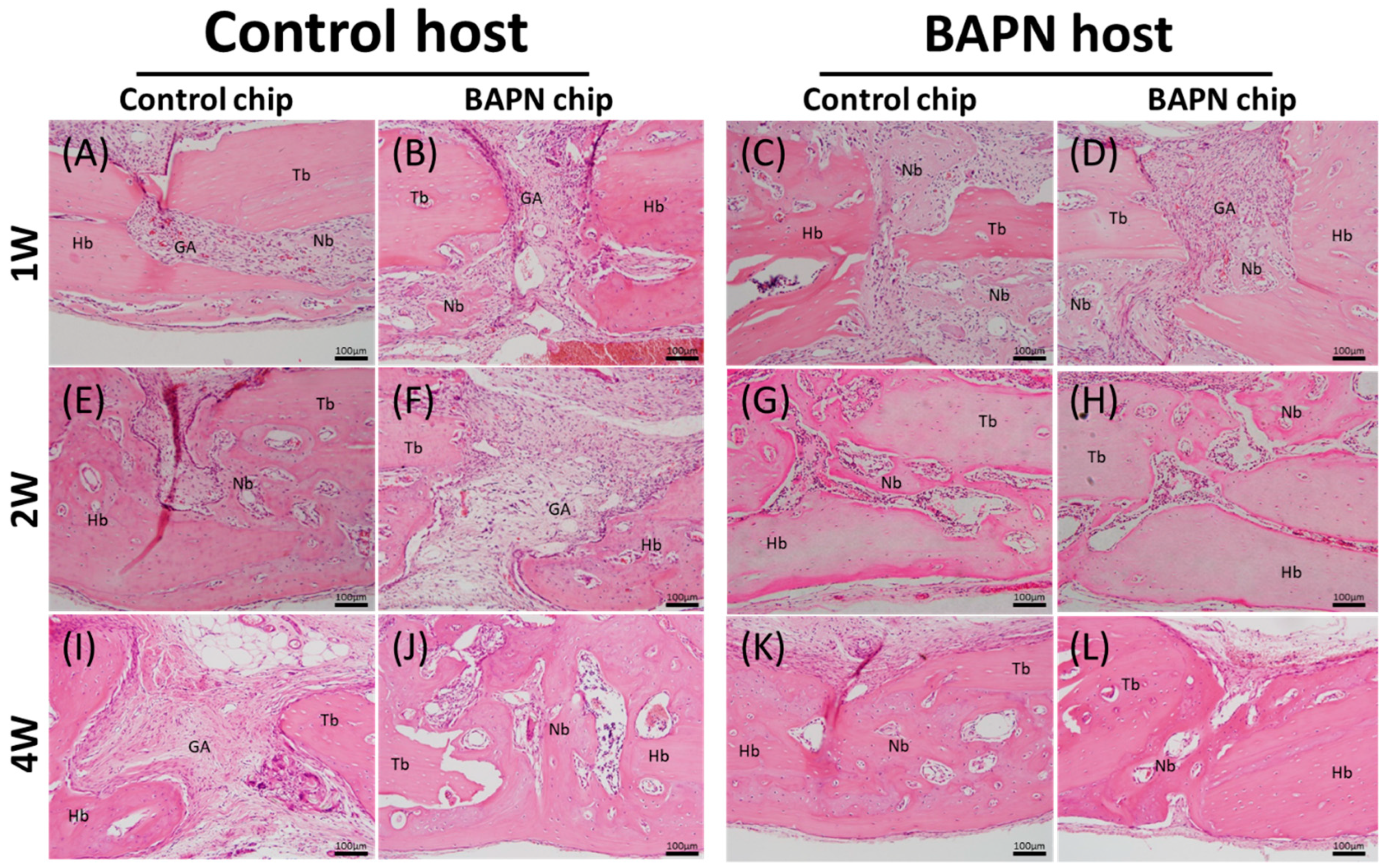 Dentistry 07 00045 g003